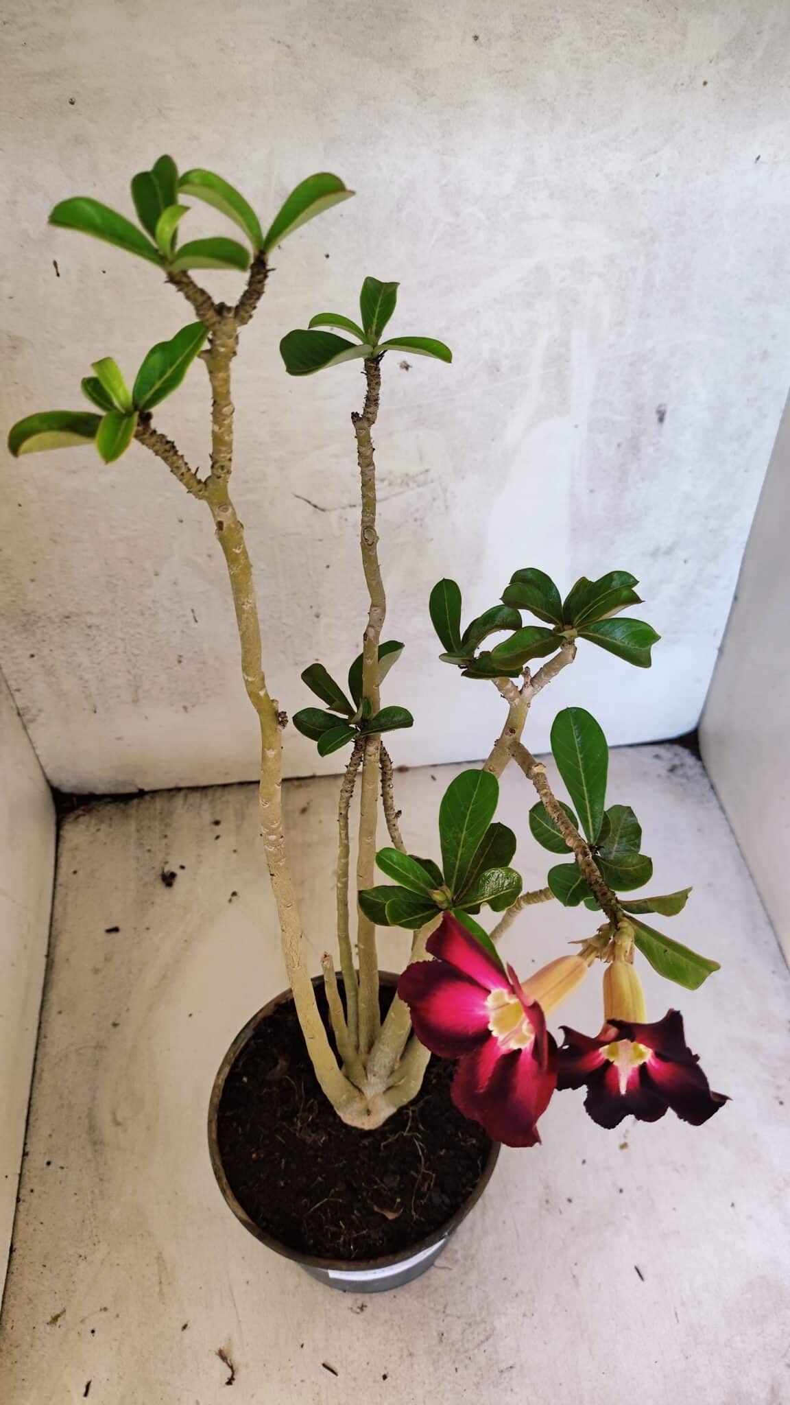 Planta Simples 3433 – 35cm – 03 anos - foto 8