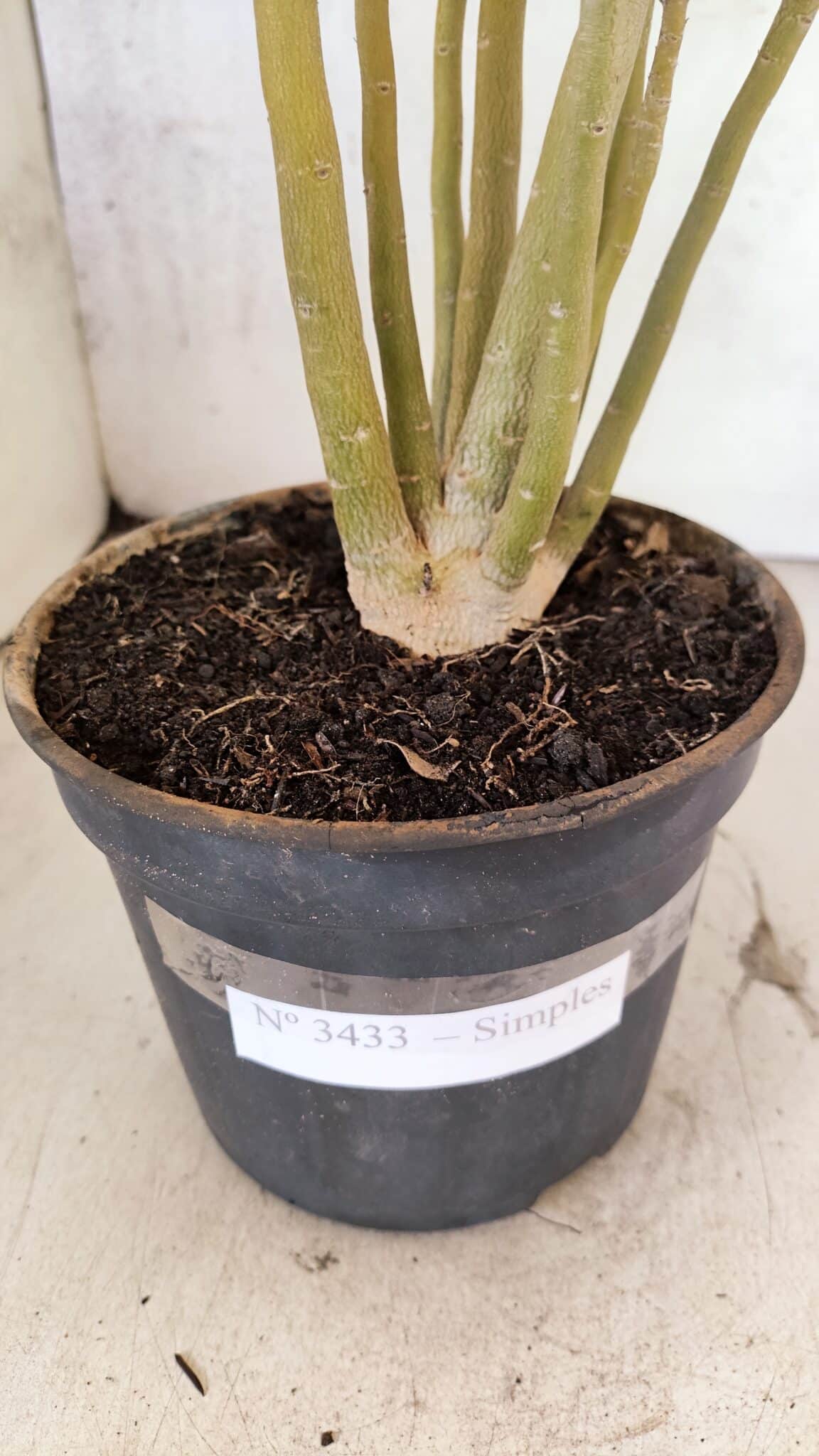 Planta Simples 3433 – 35cm – 03 anos - foto 7