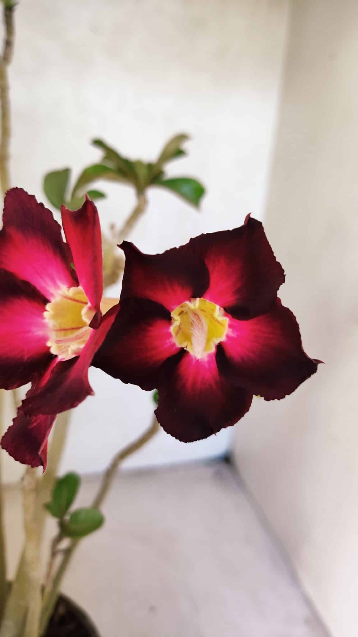 Planta Simples 3433 – 35cm – 03 anos - foto 3