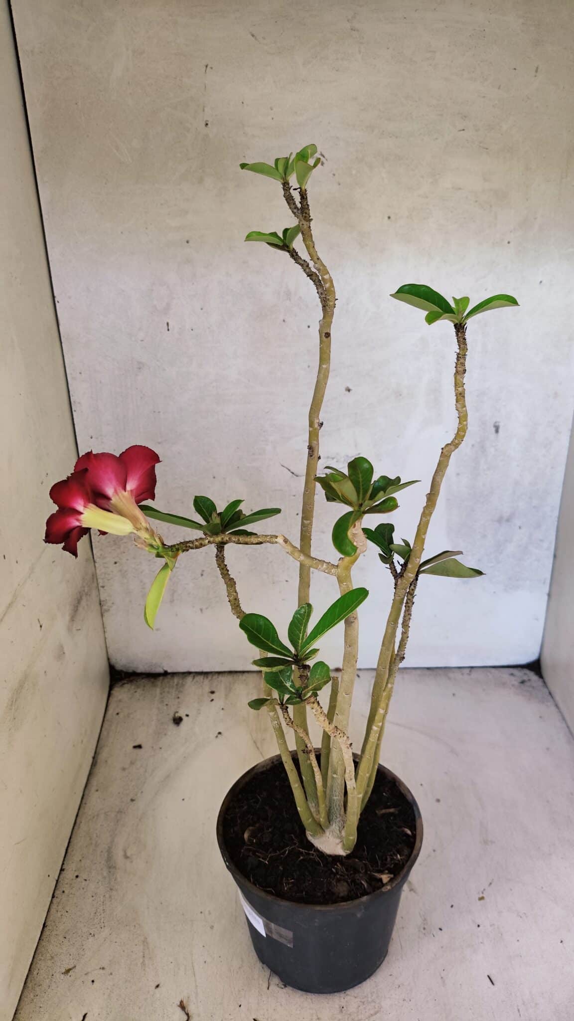 Planta Simples 3433 – 35cm – 03 anos - foto 5