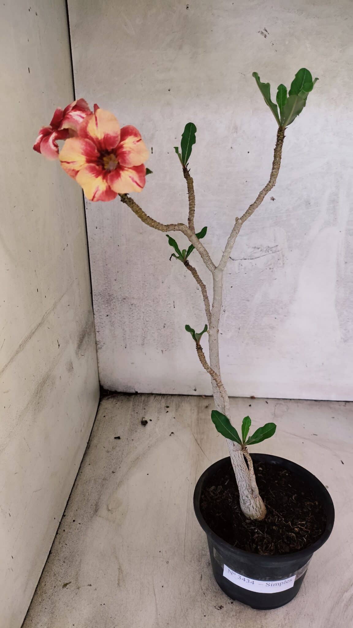 Planta Simples 3434 – 35cm – 03 anos - foto 2