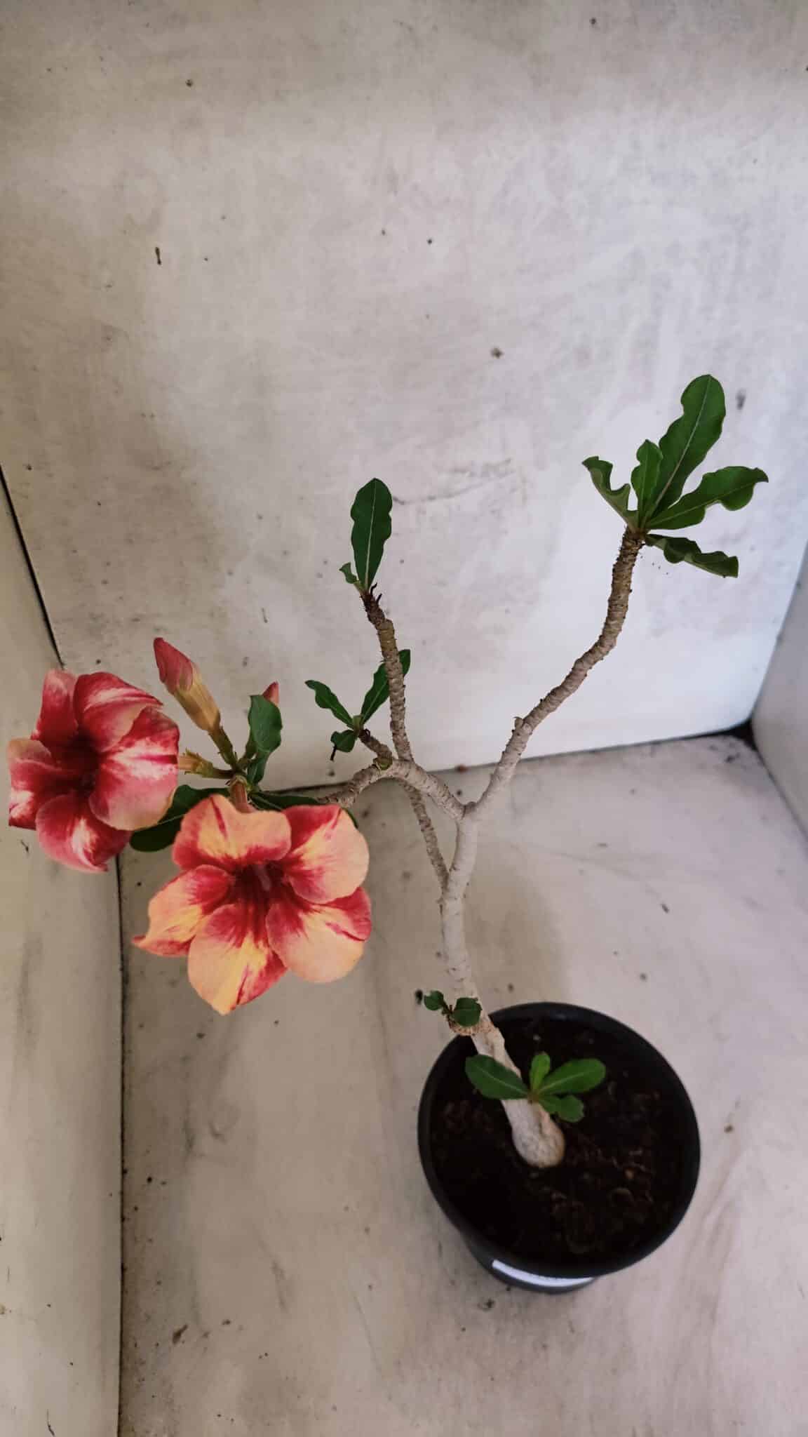 Planta Simples 3434 – 35cm – 03 anos - foto 8