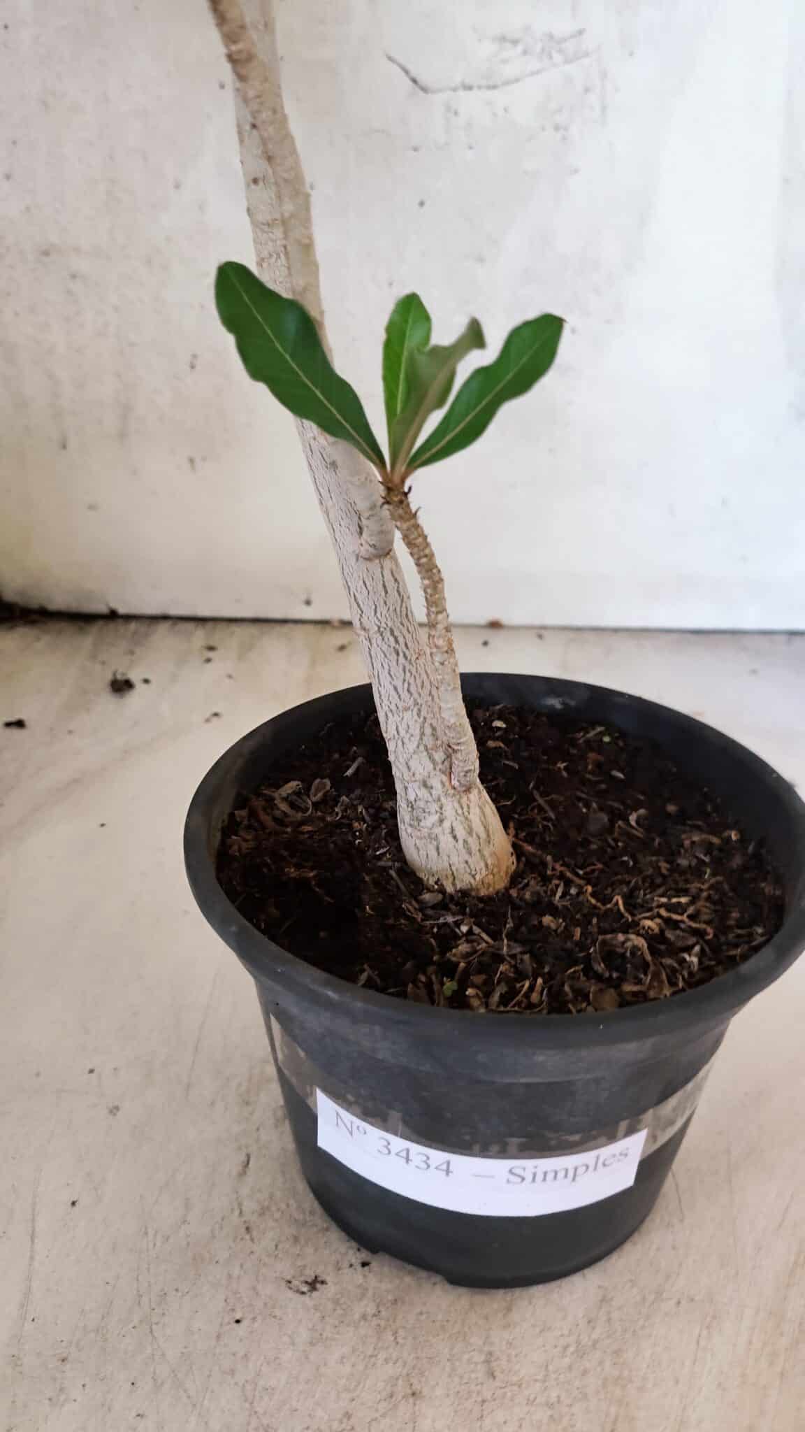 Planta Simples 3434 – 35cm – 03 anos - foto 7
