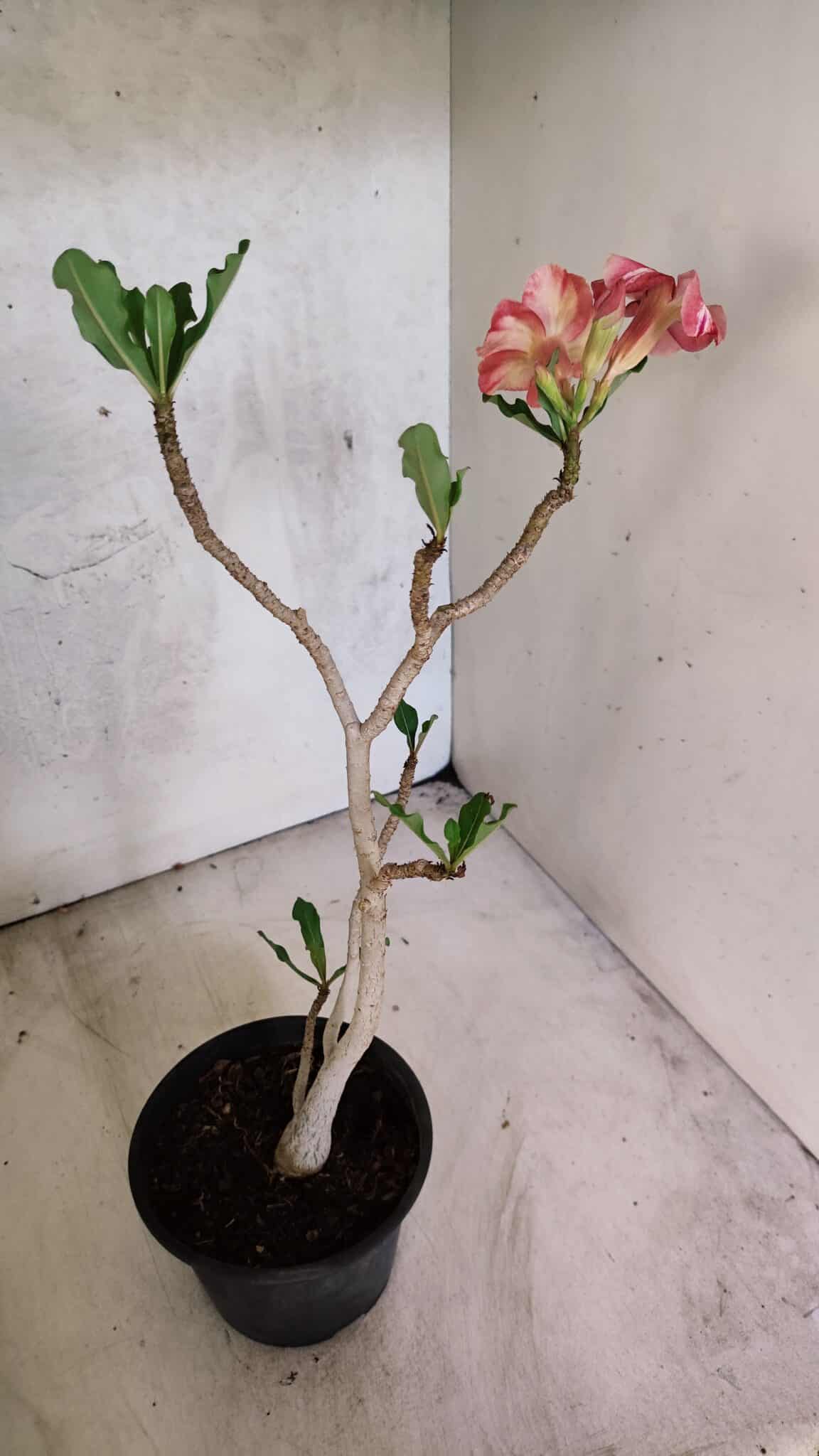 Planta Simples 3434 – 35cm – 03 anos - foto 6