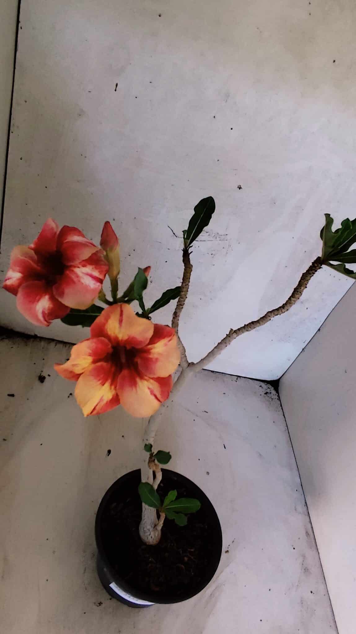 Planta Simples 3434 – 35cm – 03 anos - foto 4