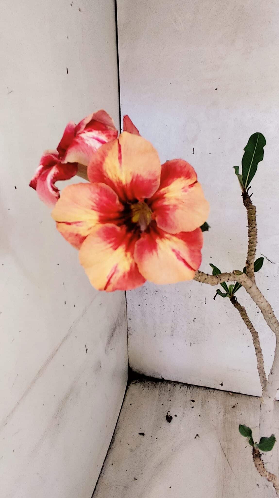 Planta Simples 3434 – 35cm – 03 anos - foto 5