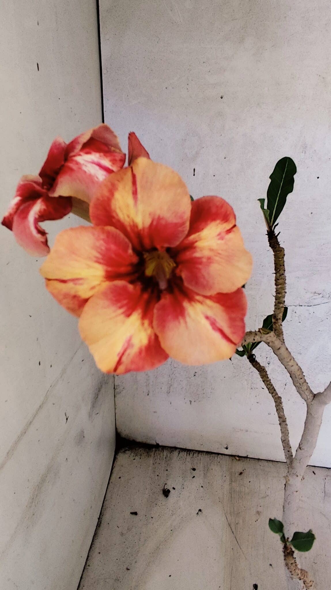Planta Simples 3434 – 35cm – 03 anos - foto 3