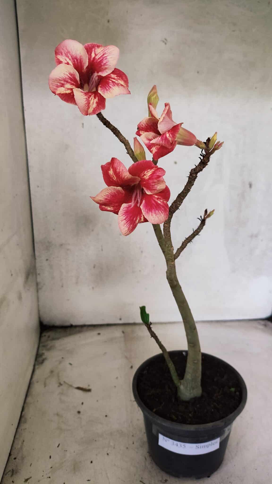 Planta Simples 3435 – 35cm – 03 anos - foto 2