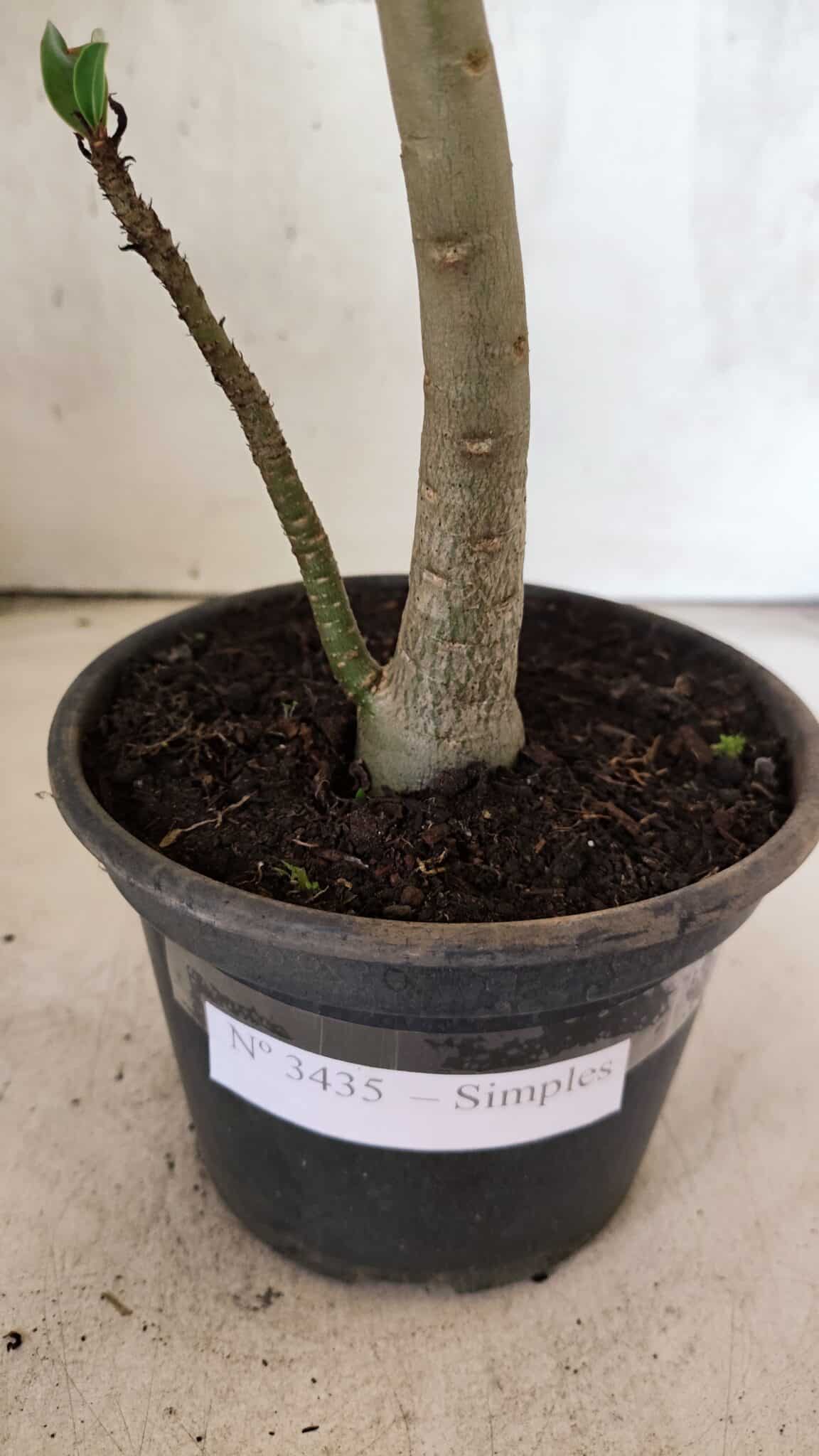 Planta Simples 3435 – 35cm – 03 anos - foto 7