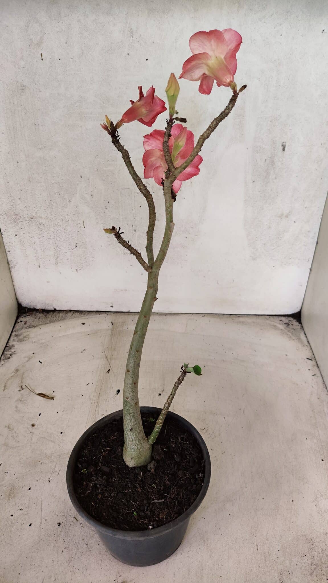 Planta Simples 3435 – 35cm – 03 anos - foto 6