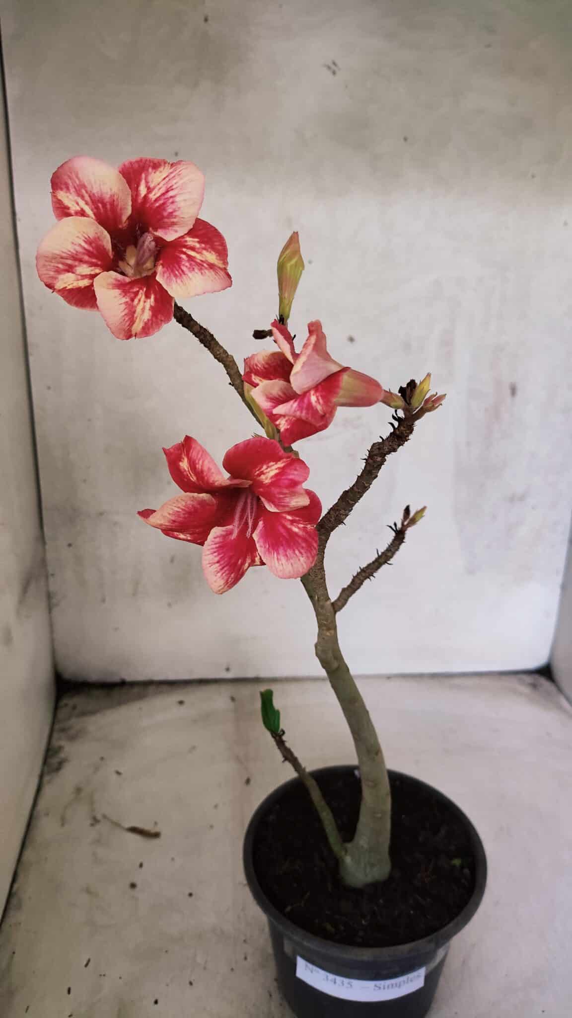 Planta Simples 3435 – 35cm – 03 anos - foto 5