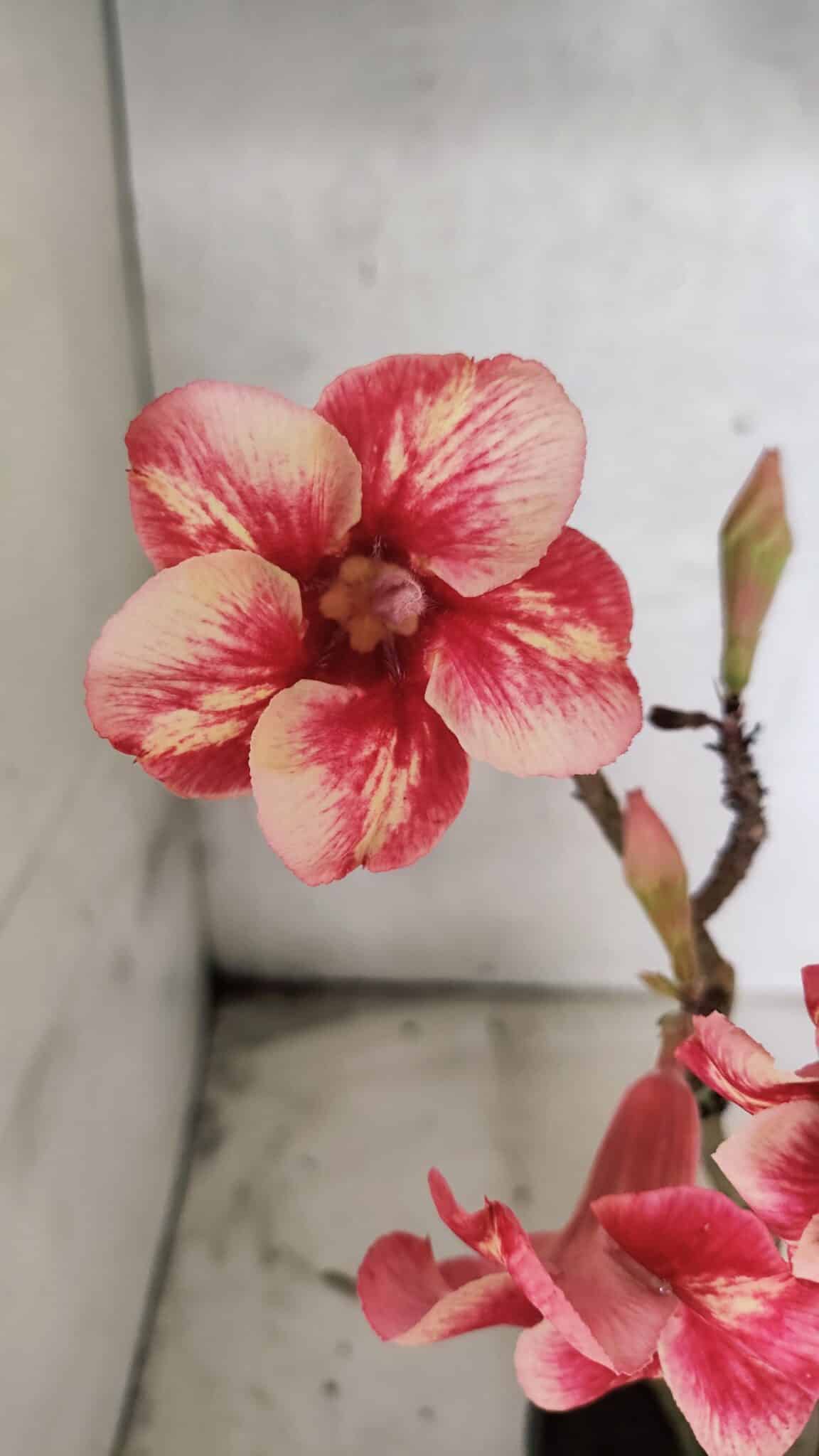 Planta Simples 3435 – 35cm – 03 anos - foto 3