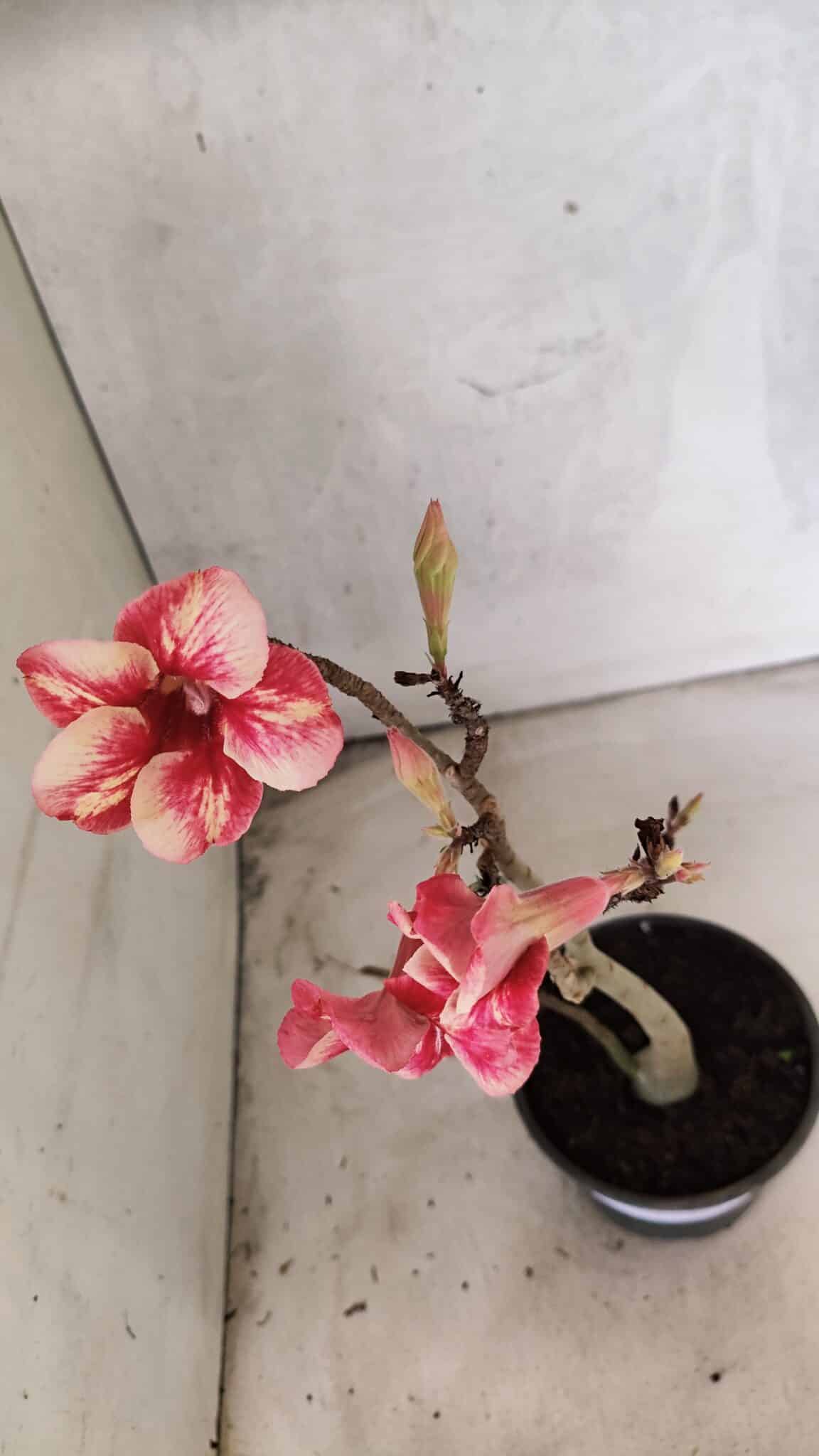 Planta Simples 3435 – 35cm – 03 anos - foto 4