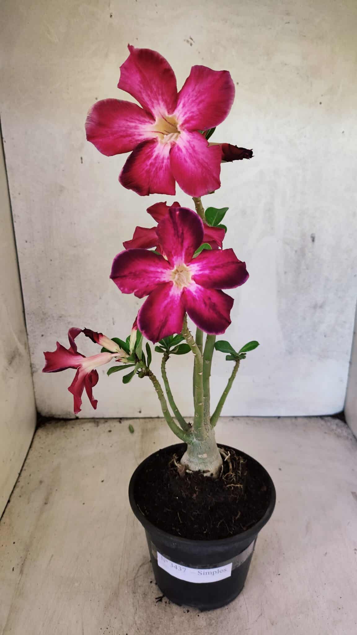 Planta Simples 3437 – 30cm – 02 anos - imagem 2