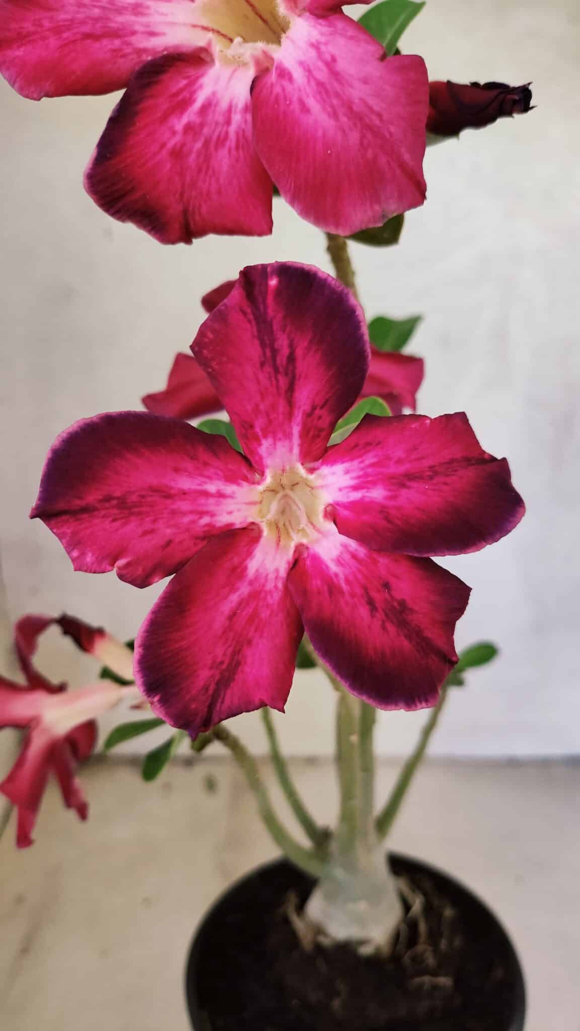 Planta Simples 3437 – 30cm – 02 anos - imagem 3