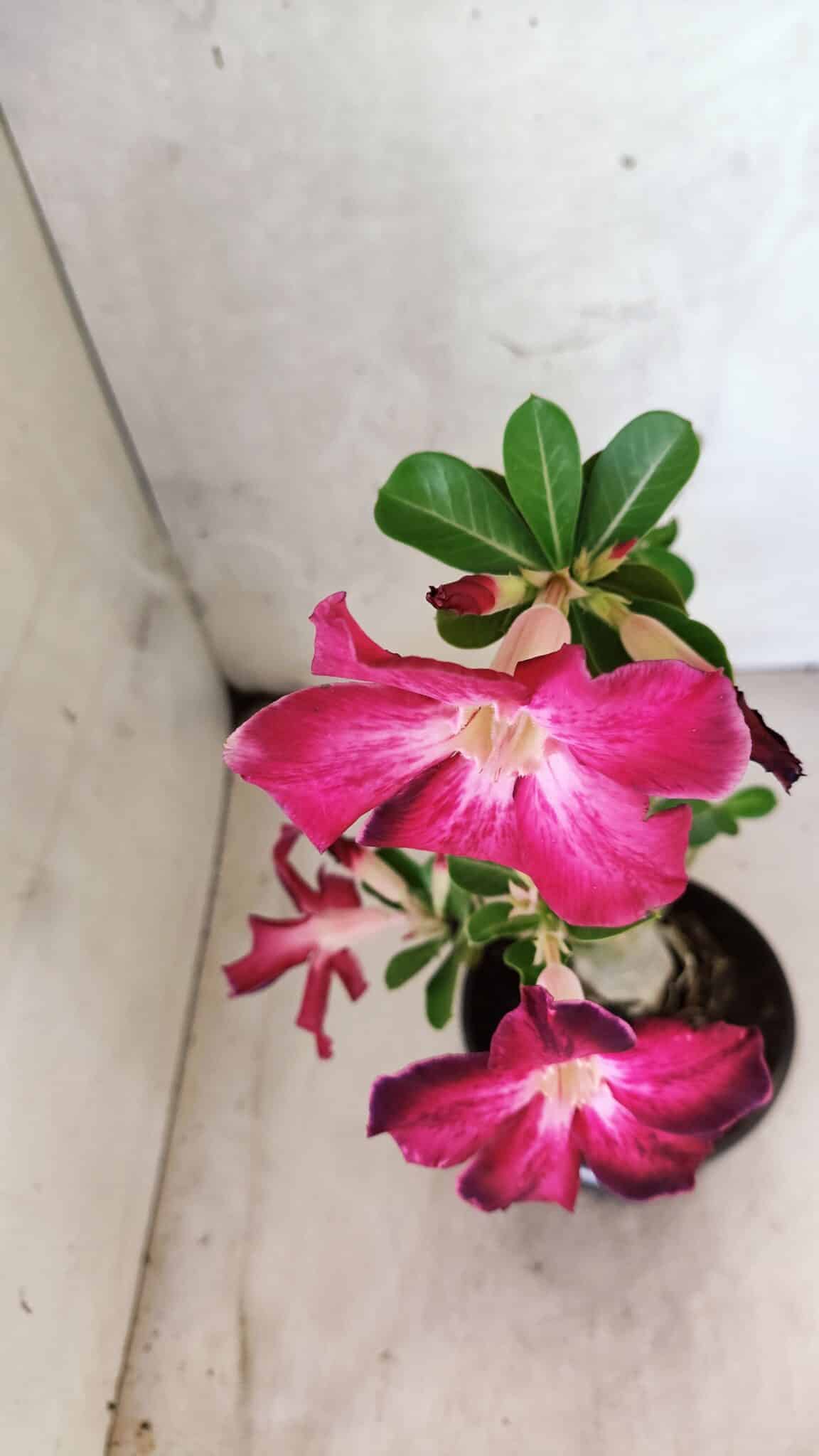 Planta Simples 3437 – 30cm – 02 anos - imagem 4