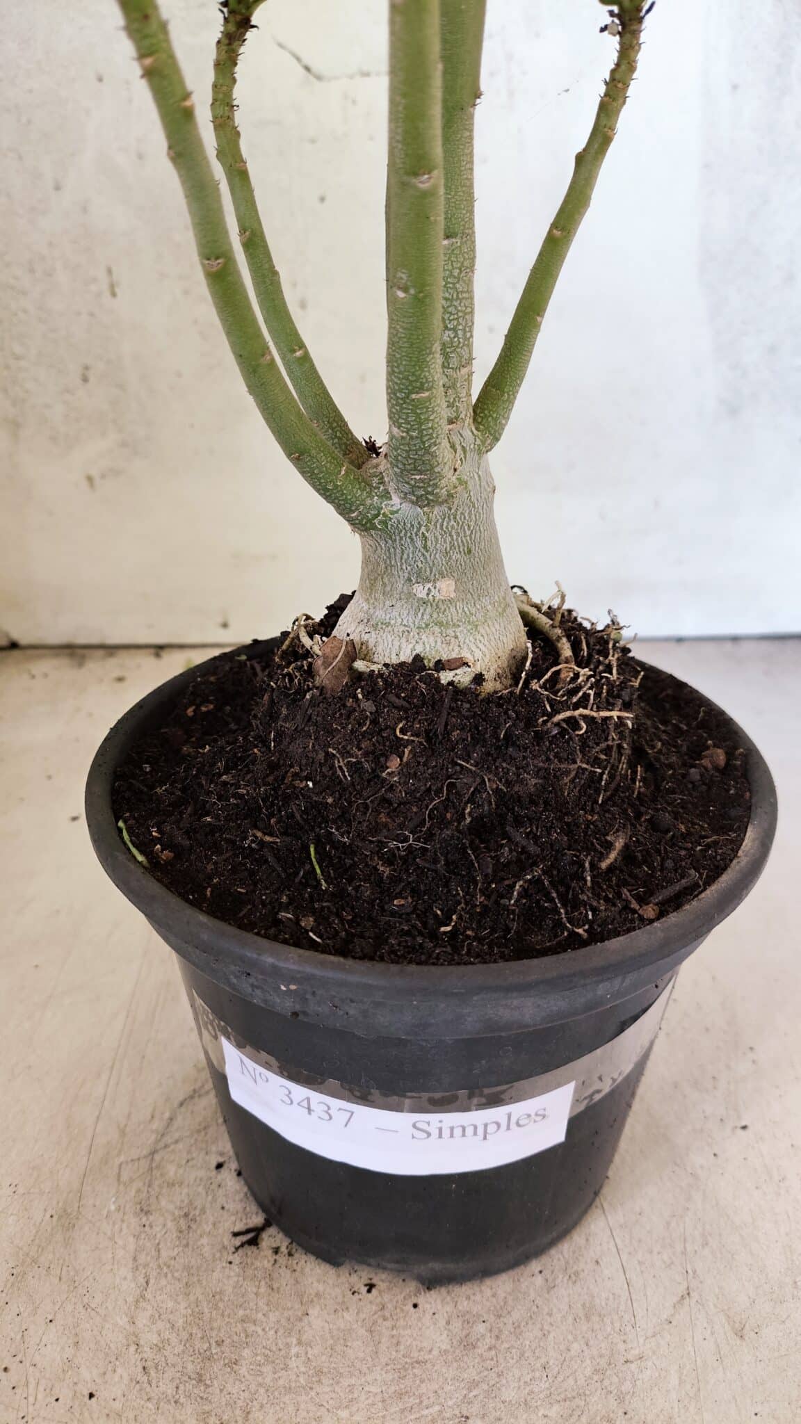 Planta Simples 3437 – 30cm – 02 anos - imagem 7