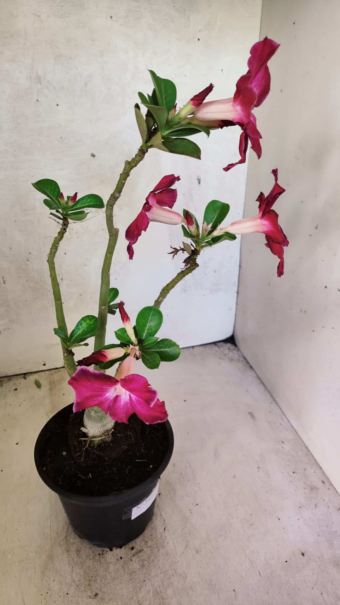 Planta Simples 3437 – 30cm – 02 anos - imagem 6