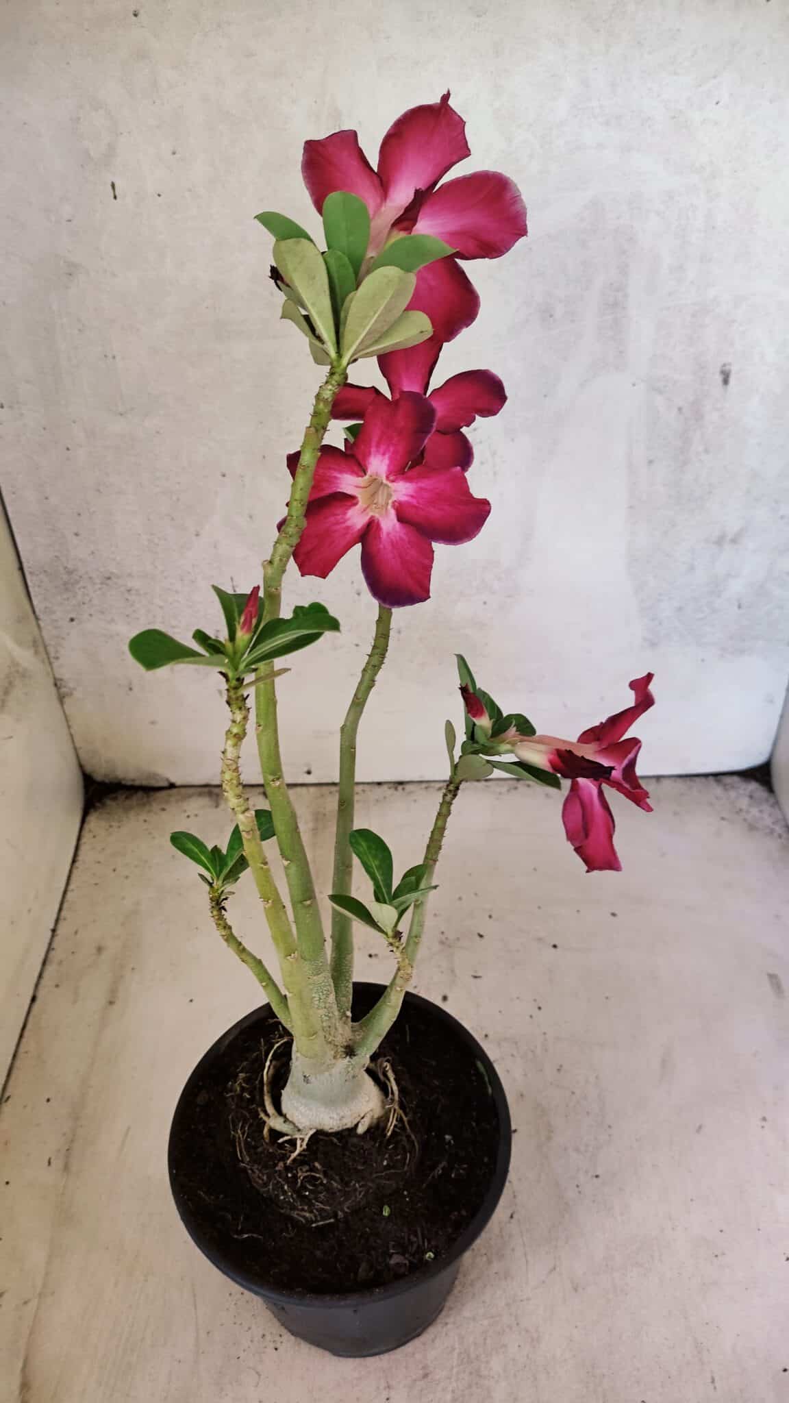 Planta Simples 3437 – 30cm – 02 anos - imagem 5