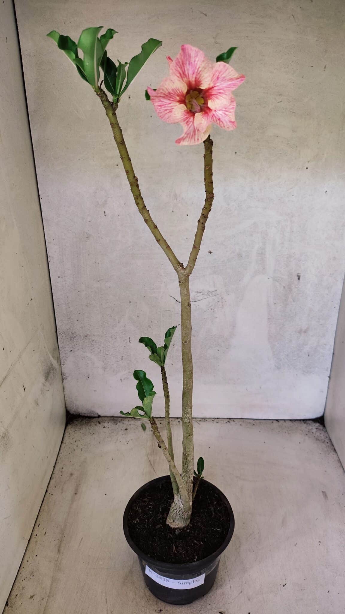 Planta Simples 3438 – 35cm – 02 anos - foto 2