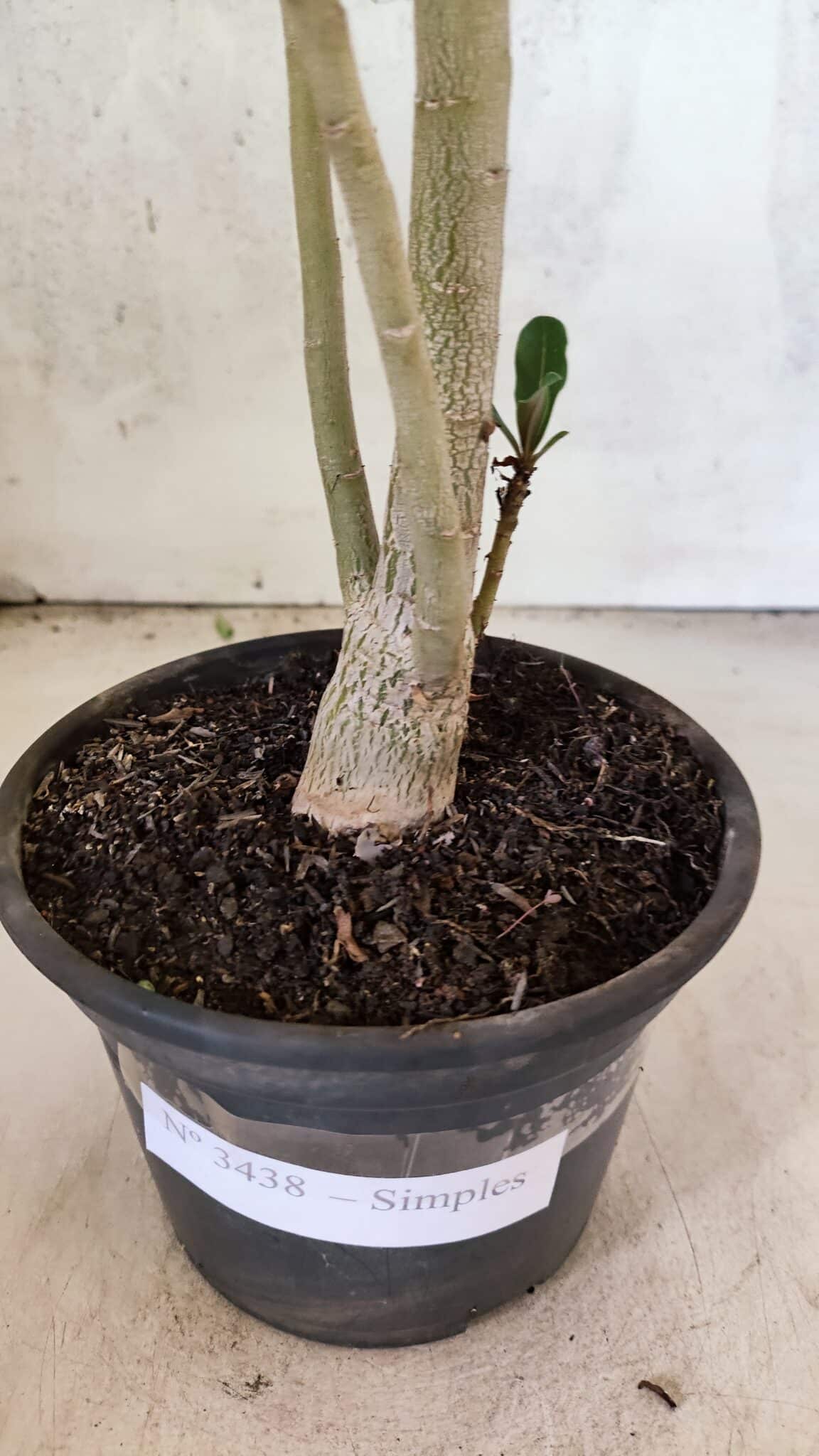 Planta Simples 3438 – 35cm – 02 anos - foto 8