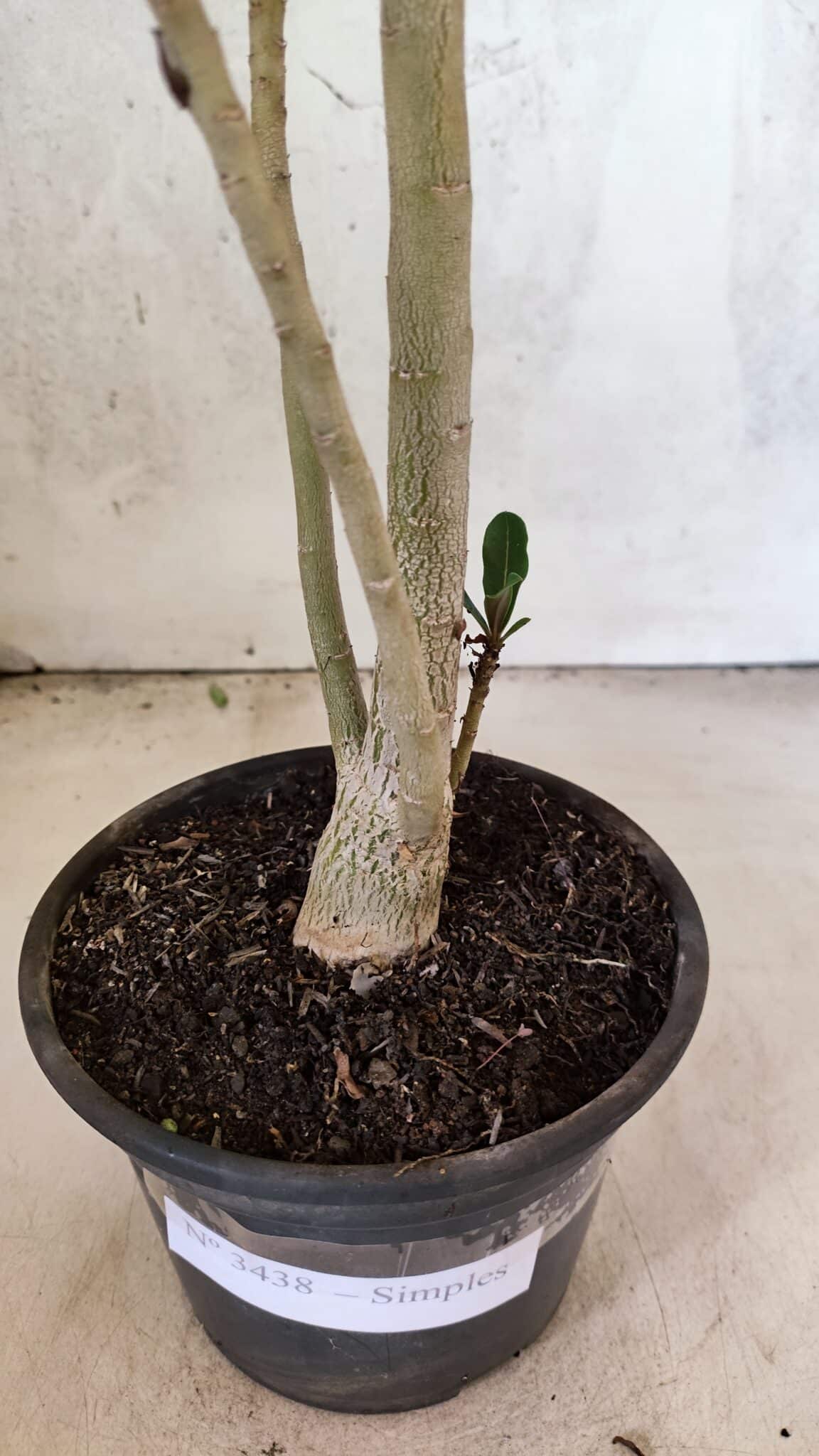 Planta Simples 3438 – 35cm – 02 anos - foto 5