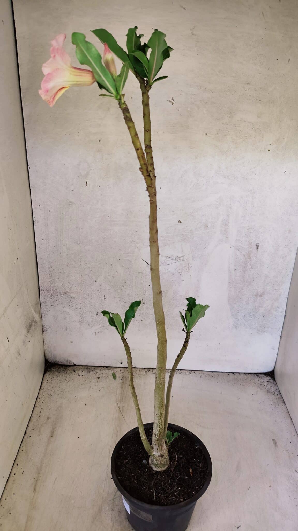Planta Simples 3438 – 35cm – 02 anos - foto 7