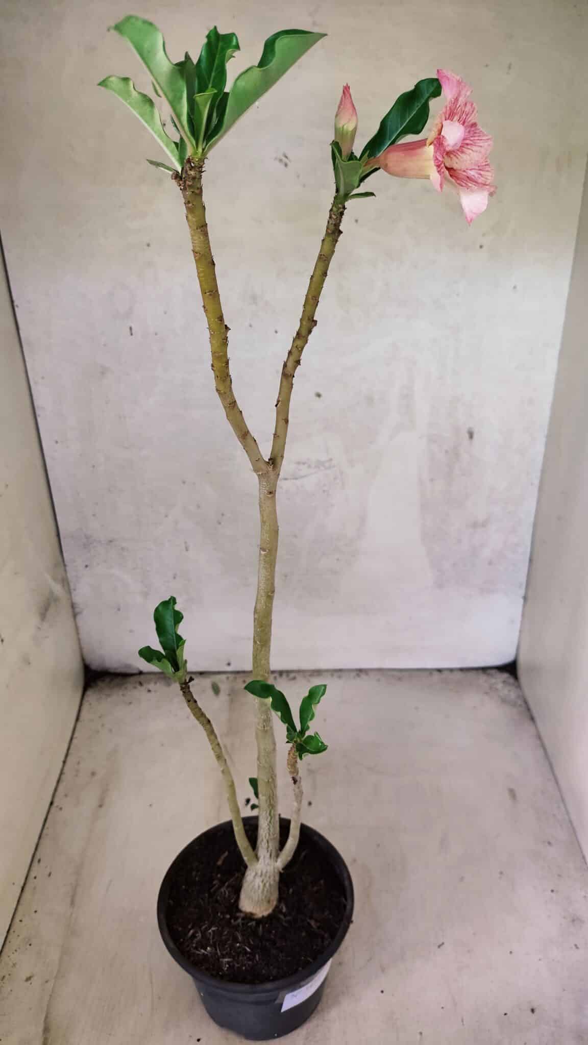 Planta Simples 3438 – 35cm – 02 anos - foto 6
