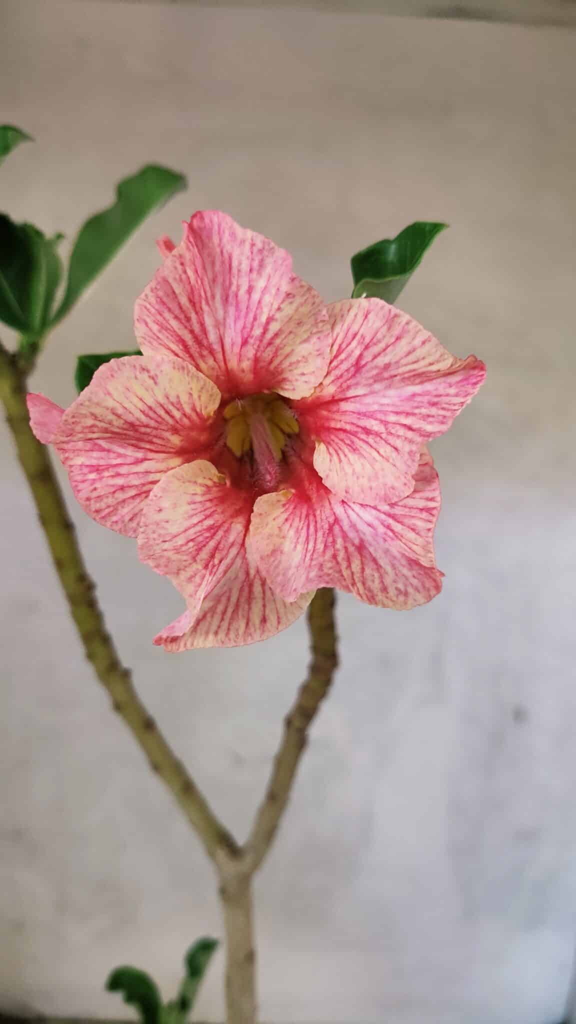 Planta Simples 3438 – 35cm – 02 anos - foto 3