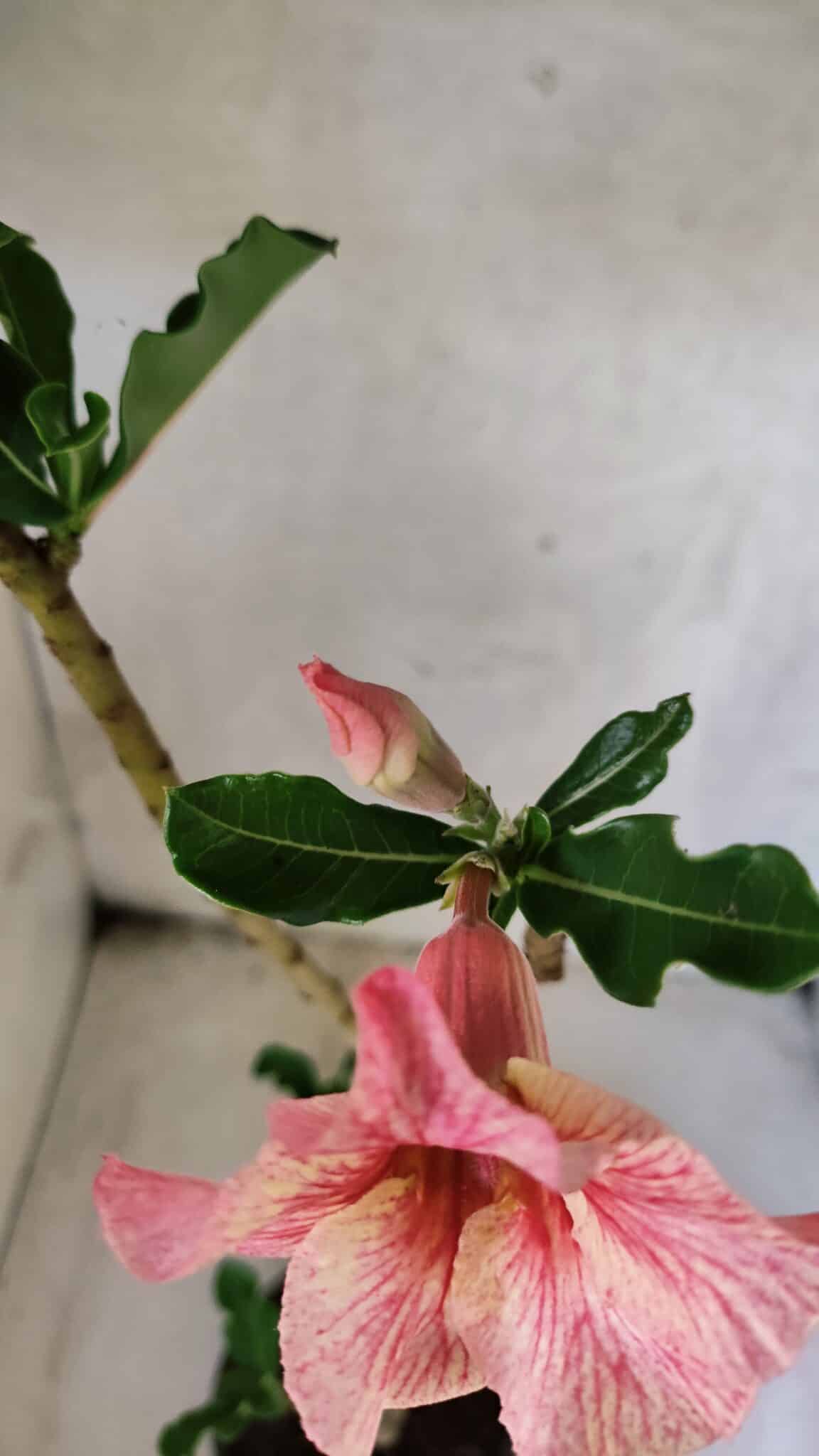 Planta Simples 3438 – 35cm – 02 anos - foto 4