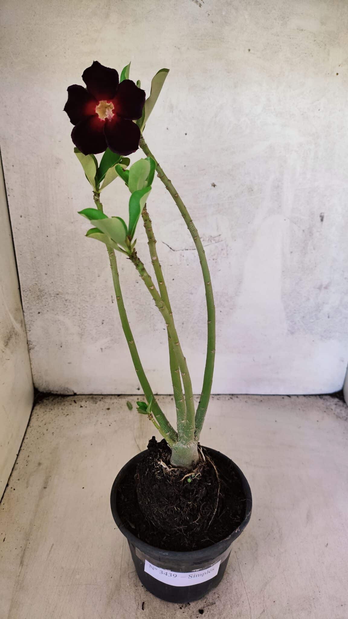 Planta Simples 3439 – 30cm – 02 anos - foto 2