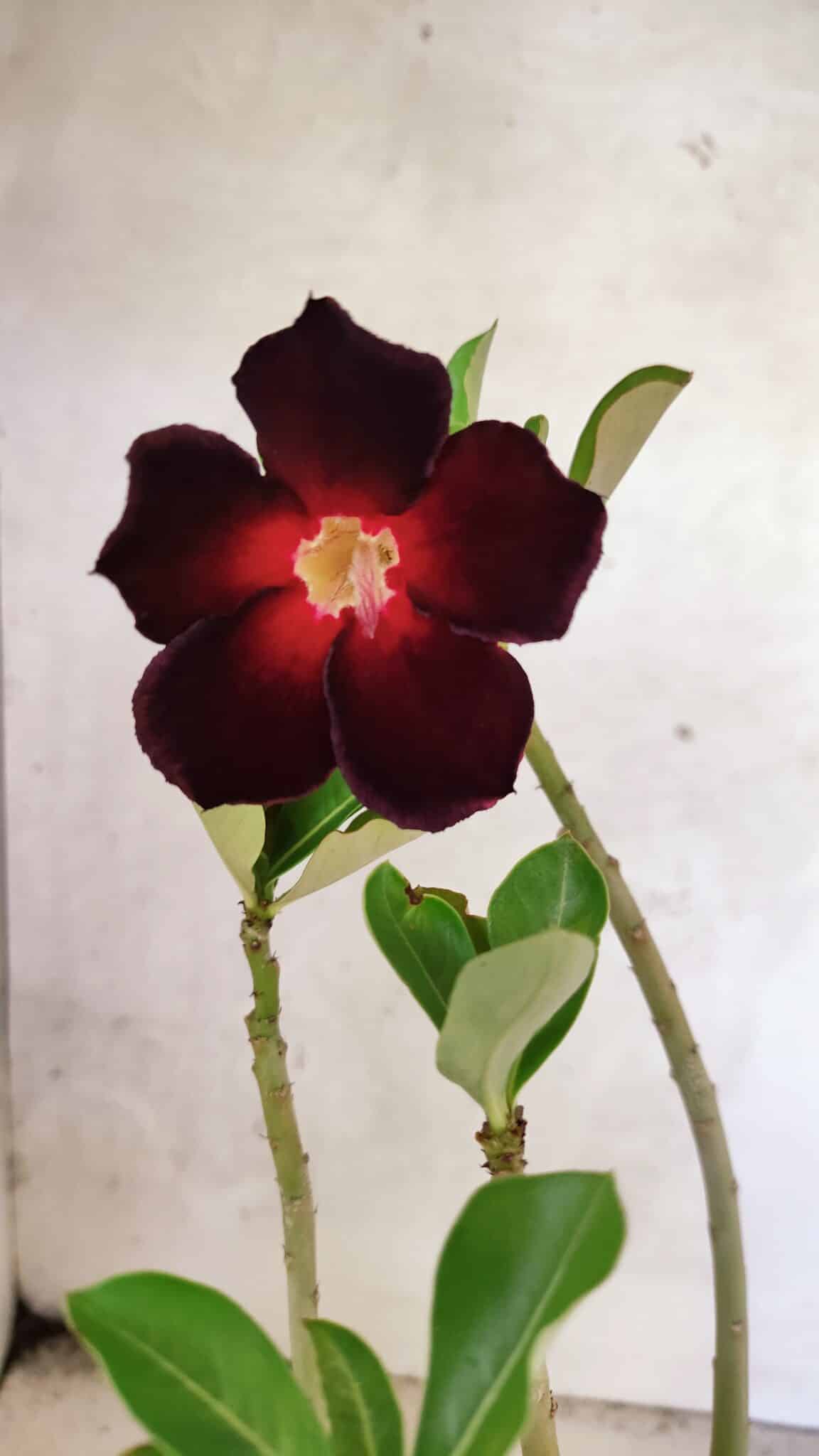 Planta Simples 3439 – 30cm – 02 anos - foto 3