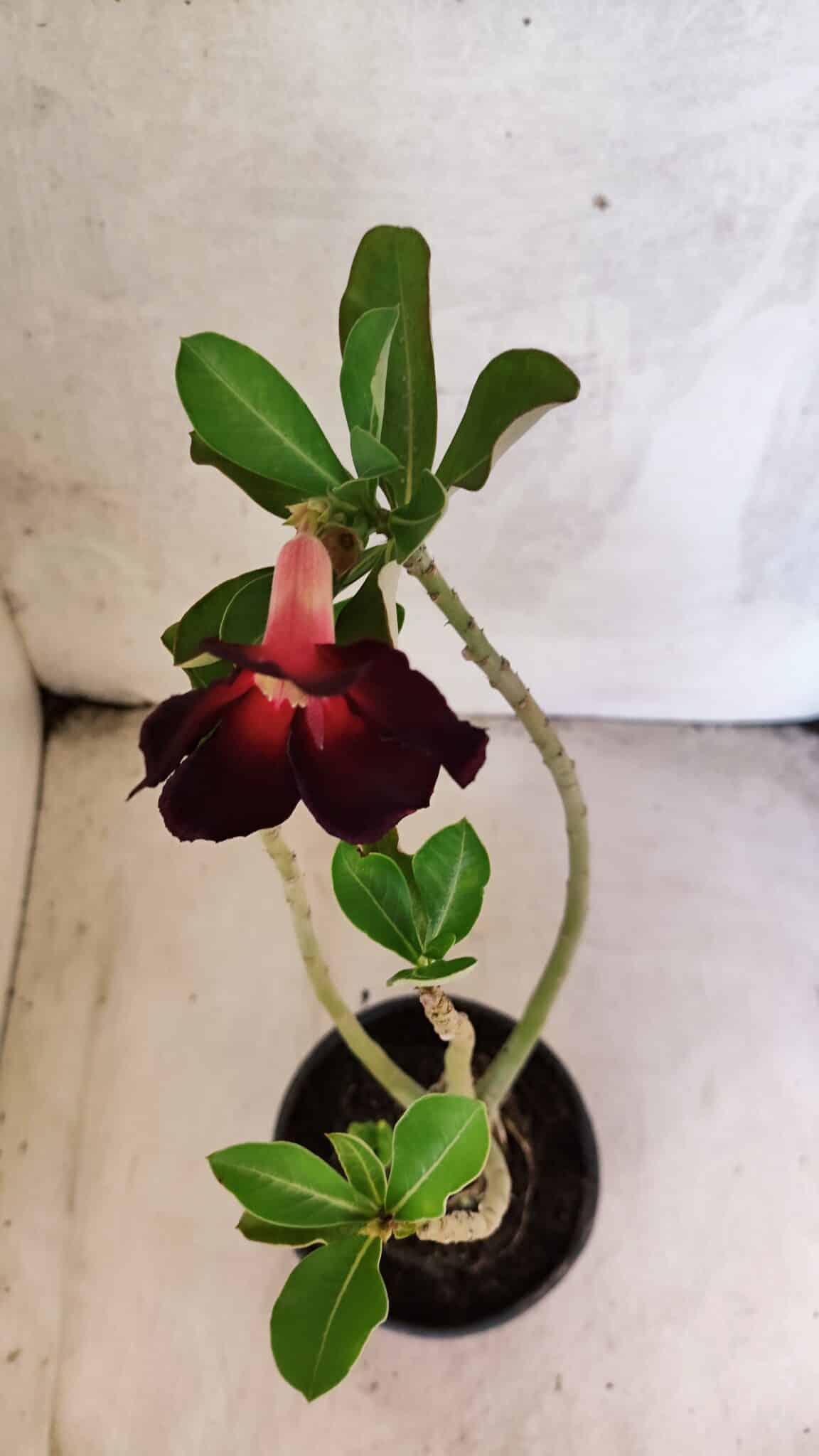 Planta Simples 3439 – 30cm – 02 anos - foto 4
