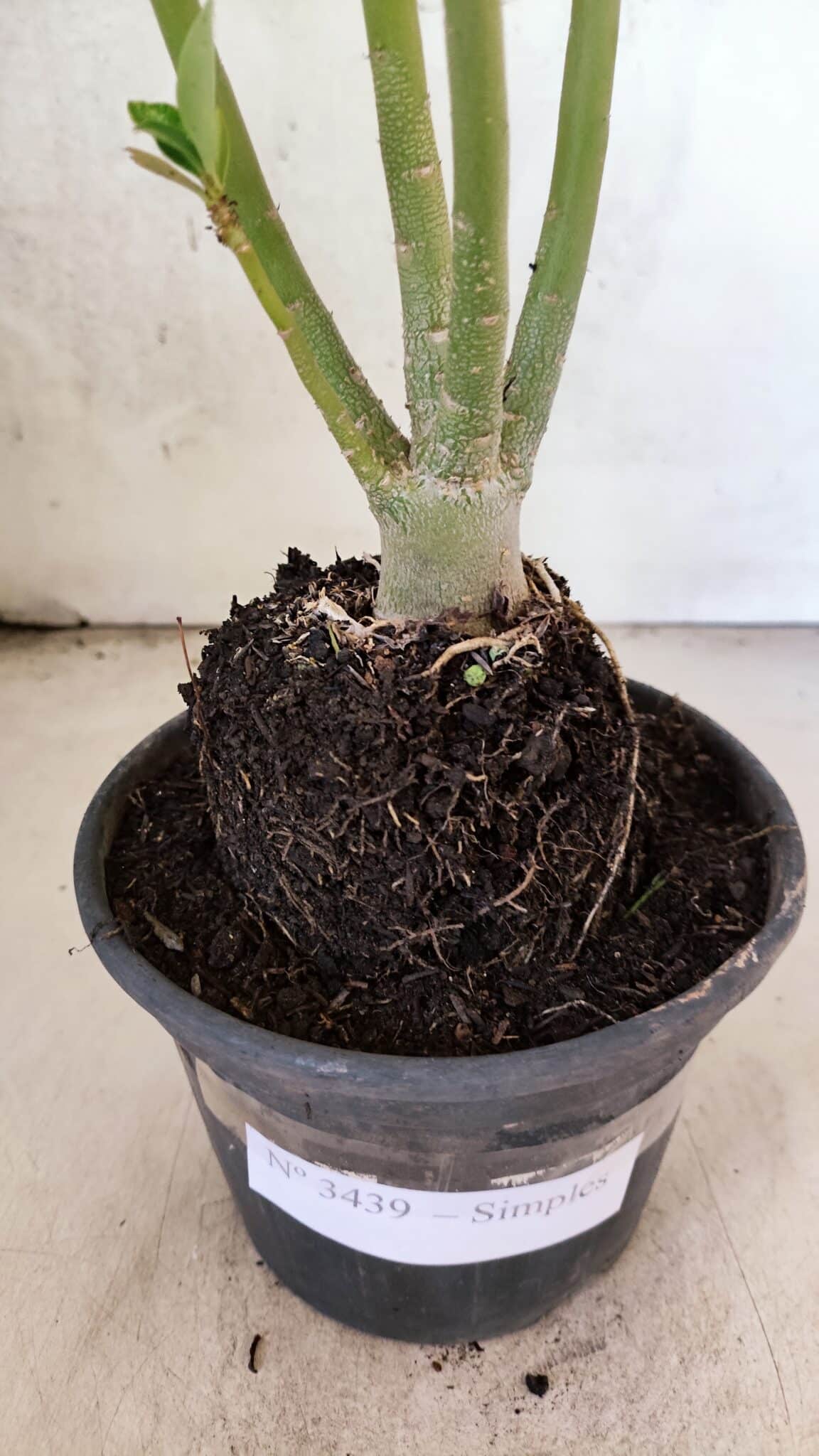 Planta Simples 3439 – 30cm – 02 anos - foto 6