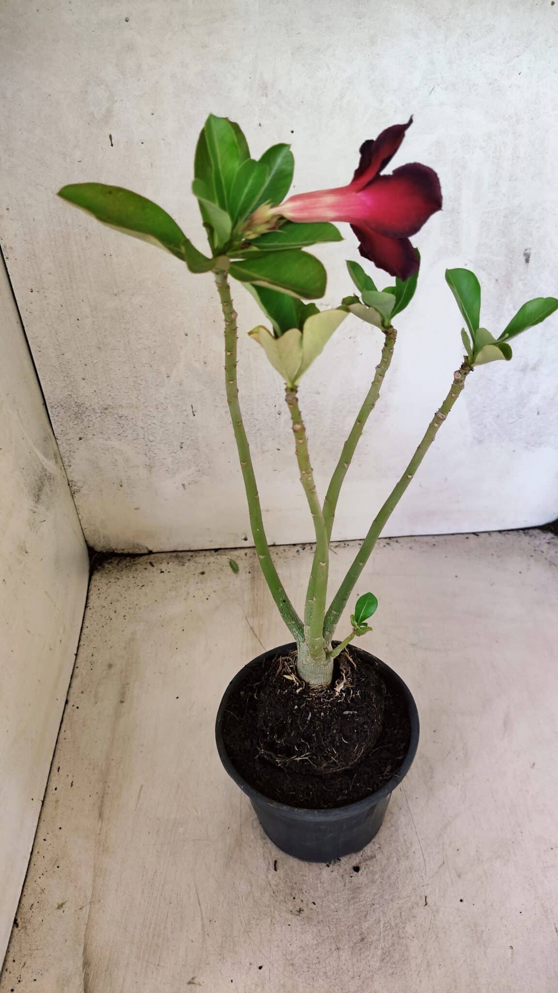 Planta Simples 3439 – 30cm – 02 anos - foto 5