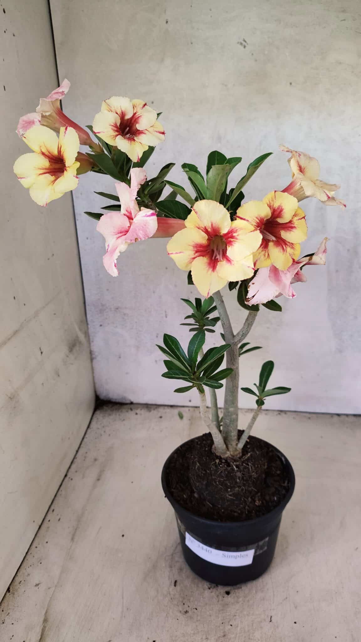 Planta Simples 3440 – 35cm – 03 anos - foto 2