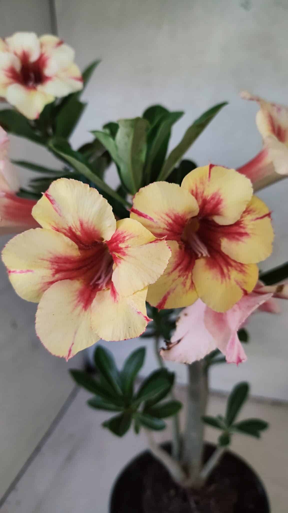 Planta Simples 3440 – 35cm – 03 anos - foto 6