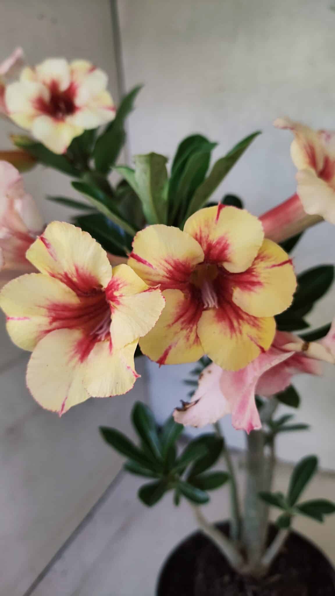 Planta Simples 3440 – 35cm – 03 anos - foto 3