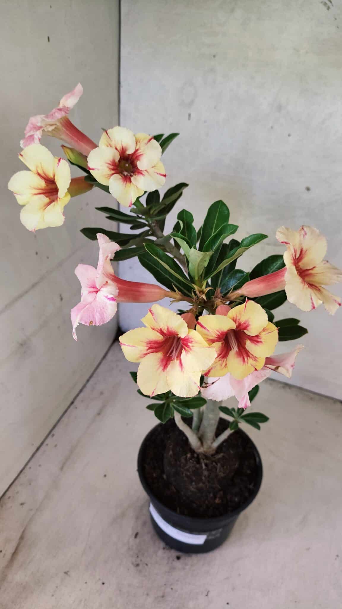Planta Simples 3440 – 35cm – 03 anos - foto 4
