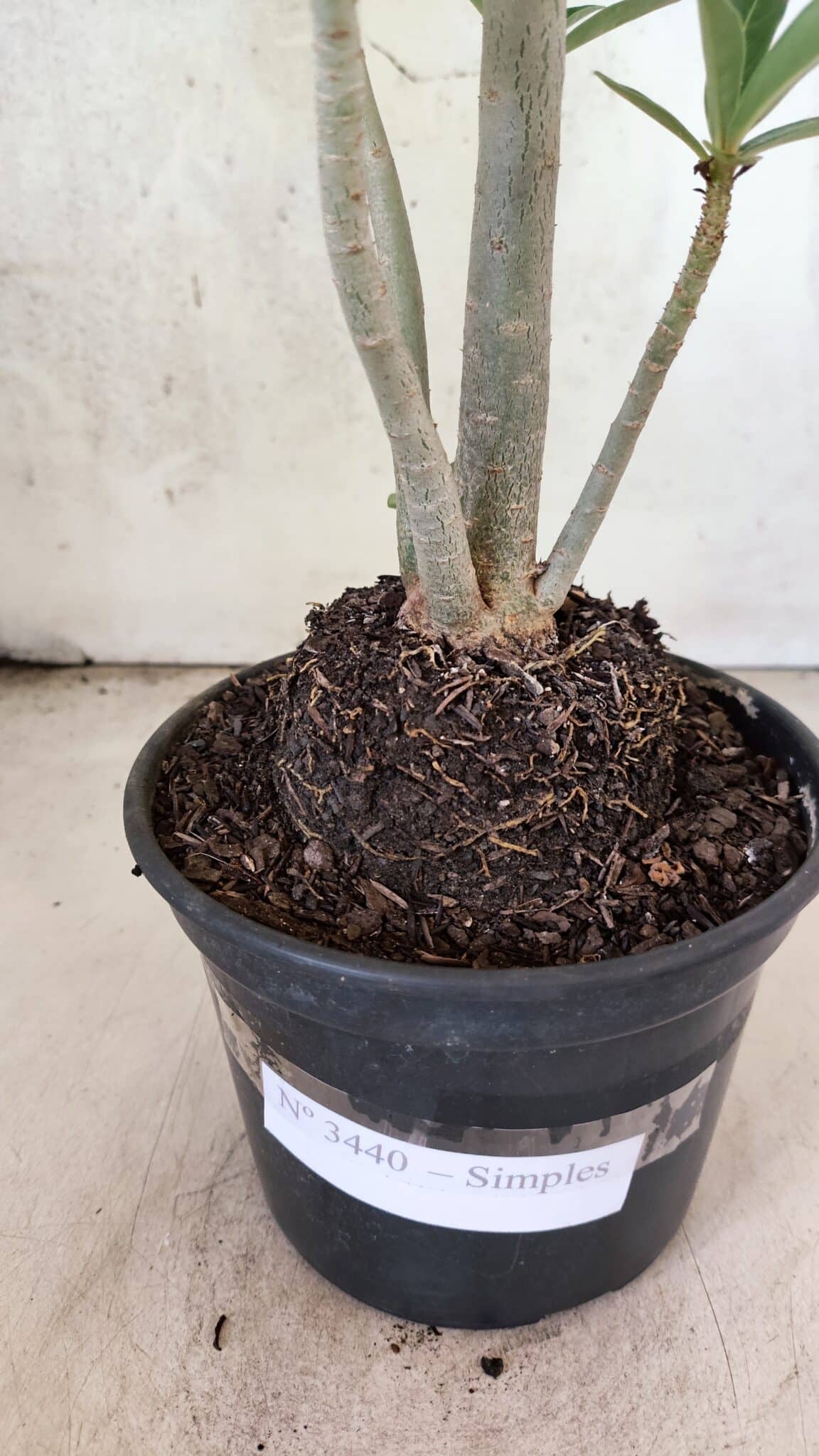 Planta Simples 3440 – 35cm – 03 anos - foto 8