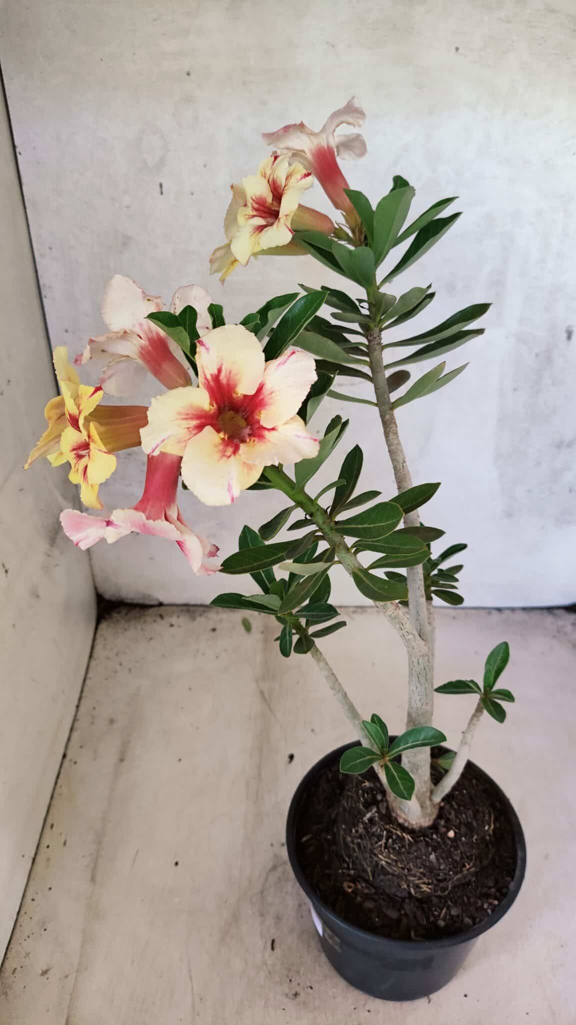 Planta Simples 3440 – 35cm – 03 anos - foto 7