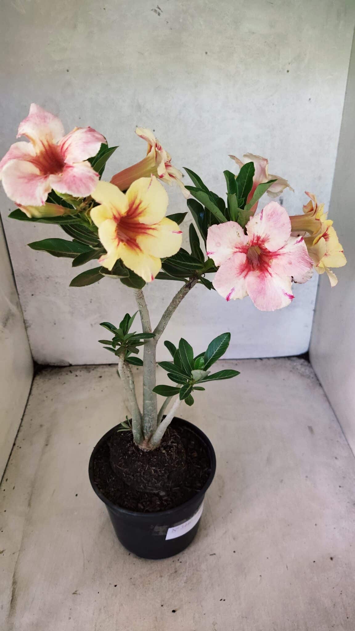 Planta Simples 3440 – 35cm – 03 anos - foto 5