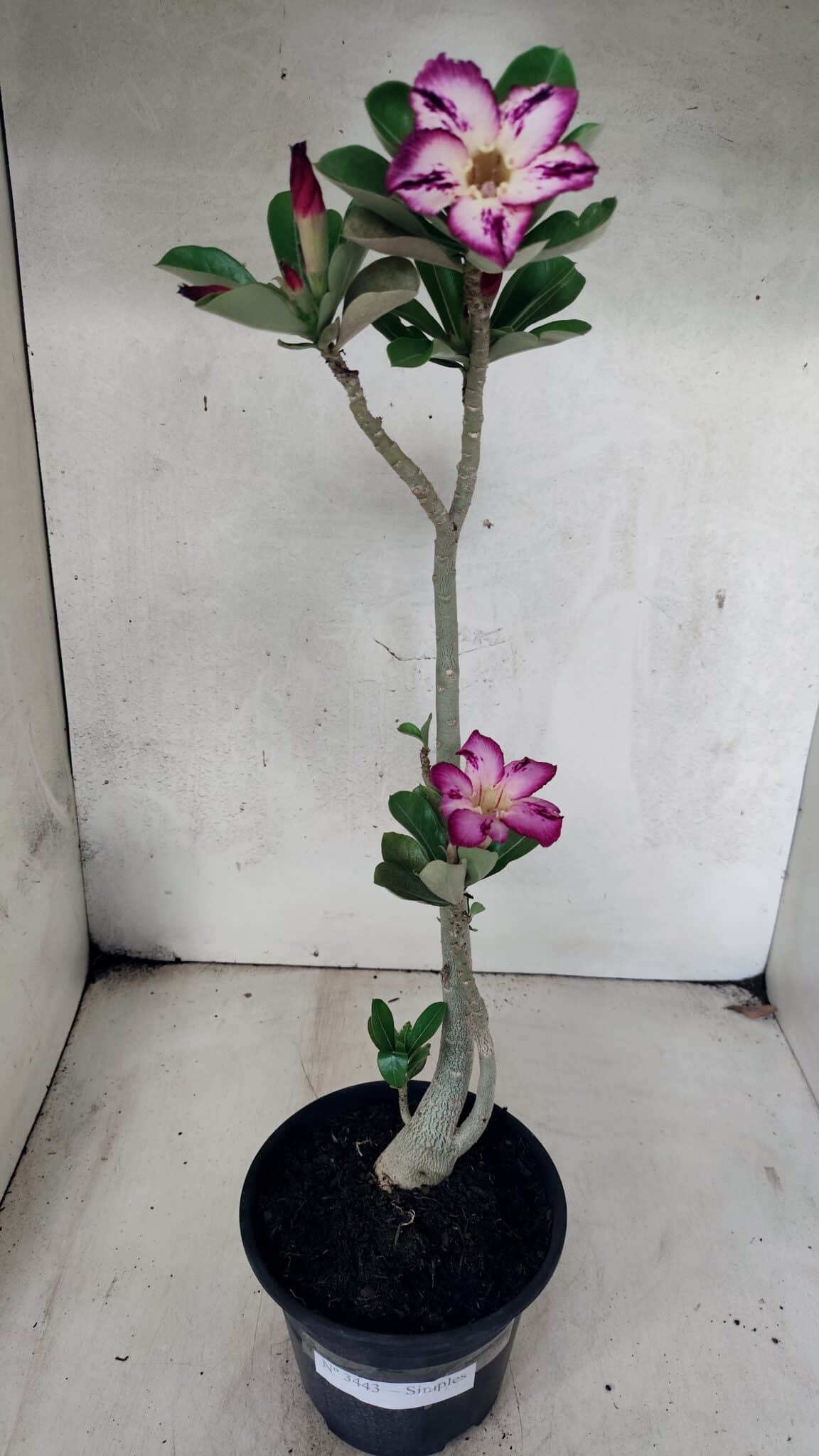 Planta Simples 3443 – 30cm – 02 anos - foto 2