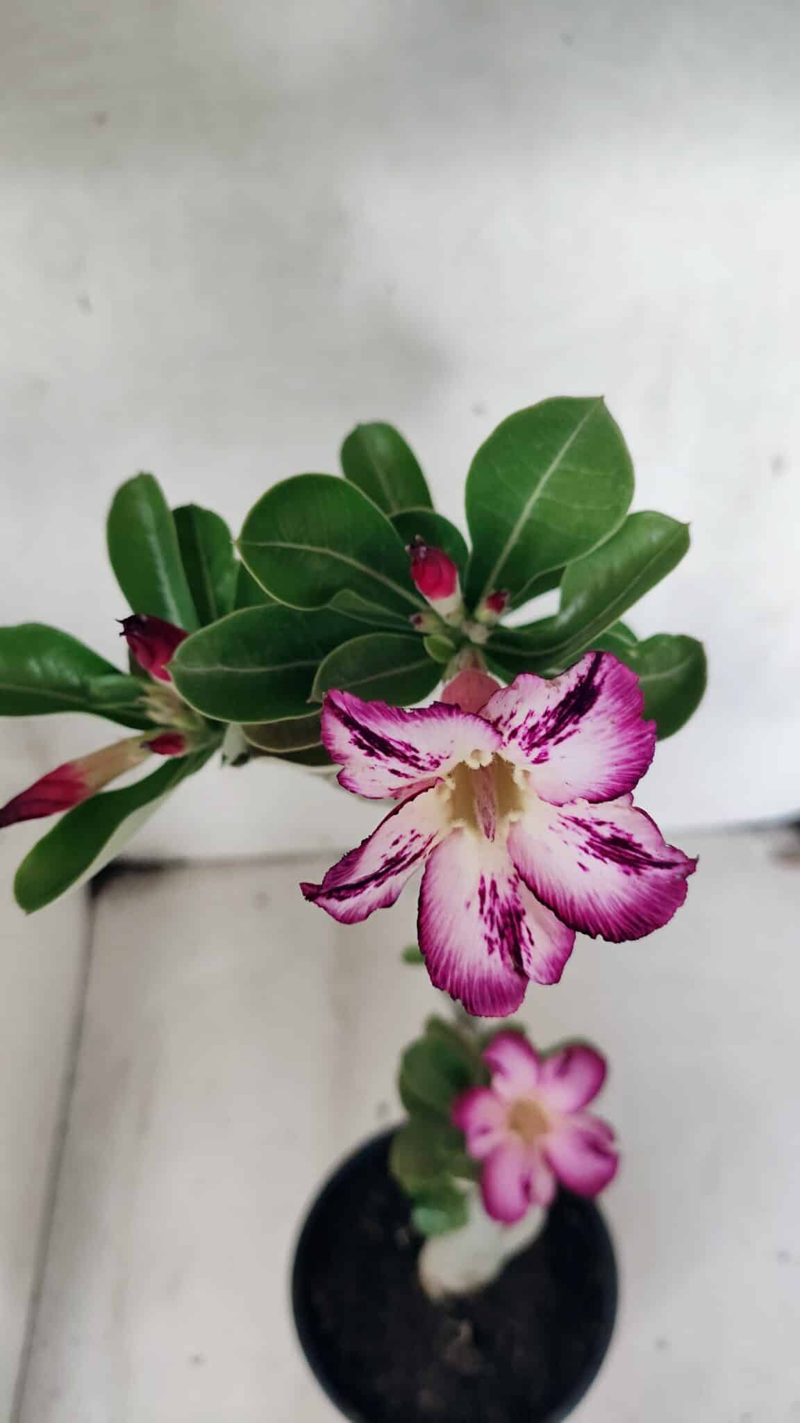 Planta Simples 3443 – 30cm – 02 anos - foto 4