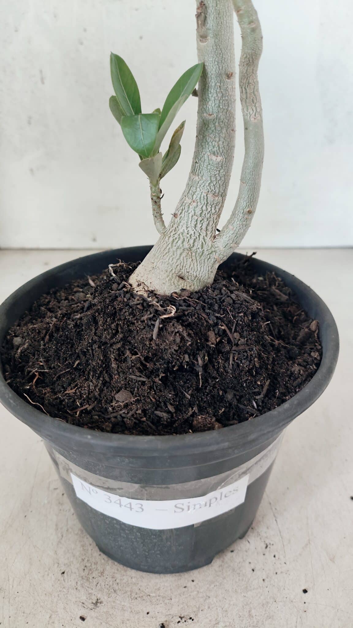 Planta Simples 3443 – 30cm – 02 anos - foto 7