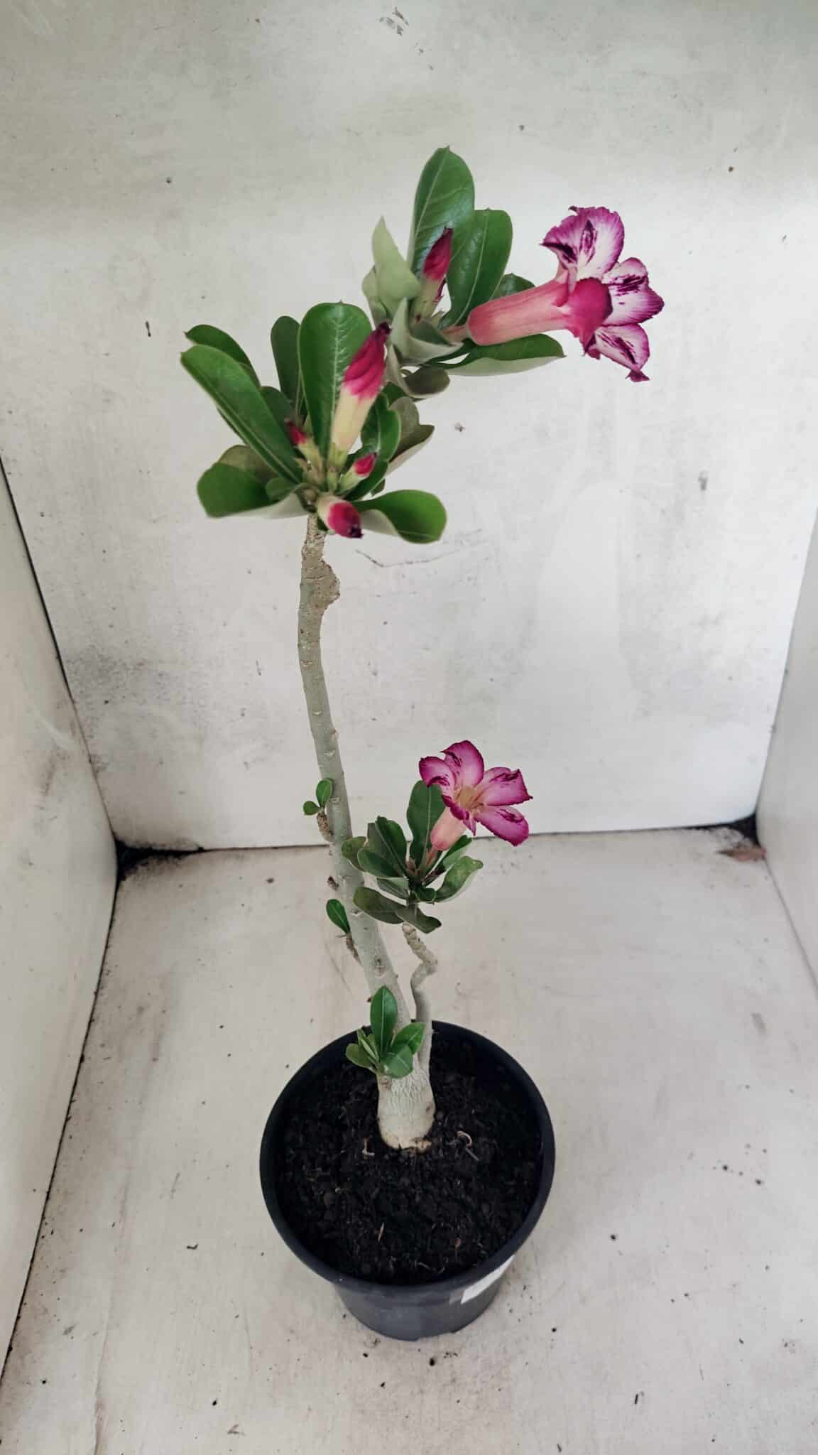 Planta Simples 3443 – 30cm – 02 anos - foto 6