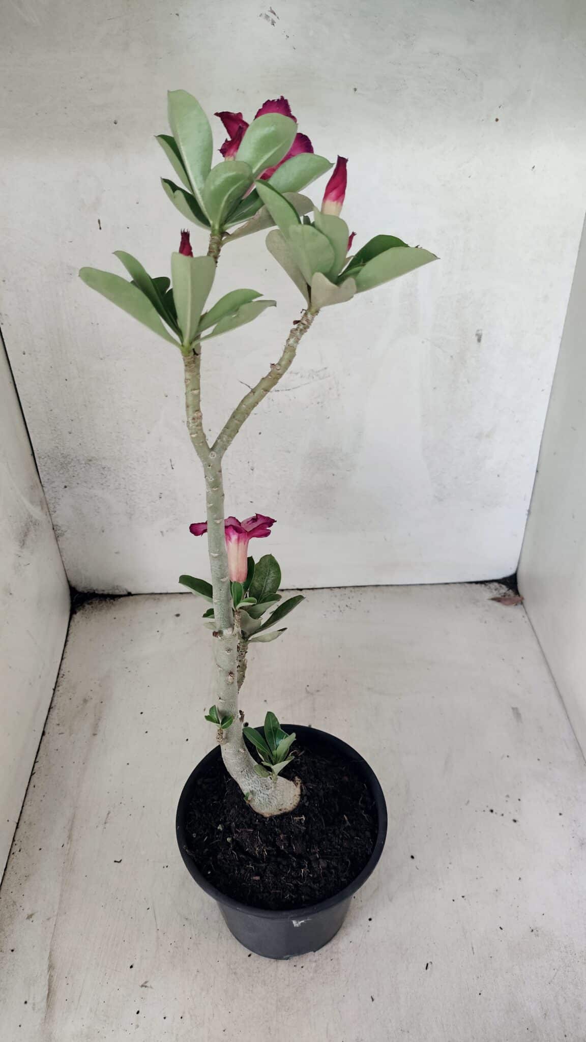 Planta Simples 3443 – 30cm – 02 anos - foto 5