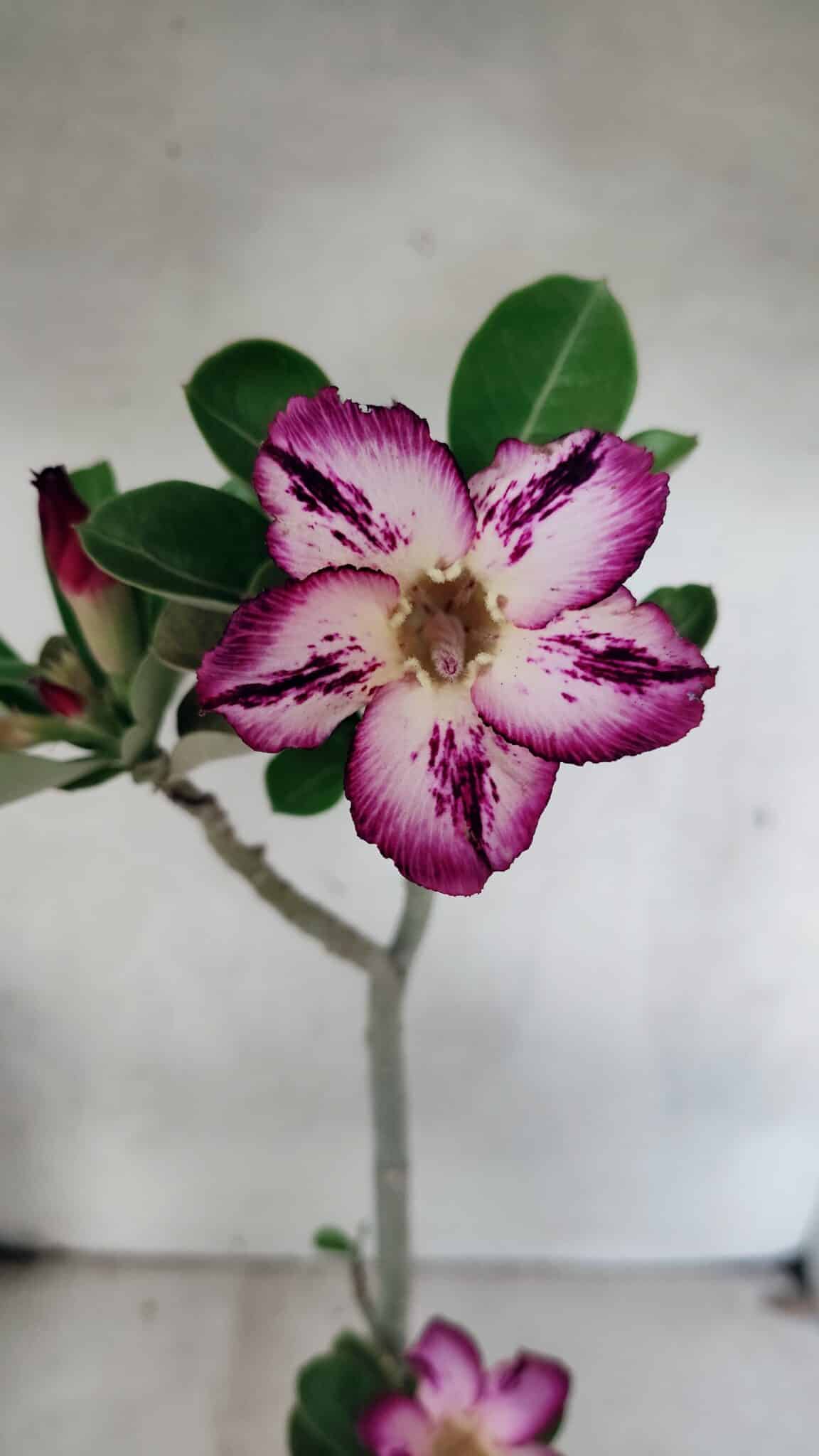 Planta Simples 3443 – 30cm – 02 anos - foto 3