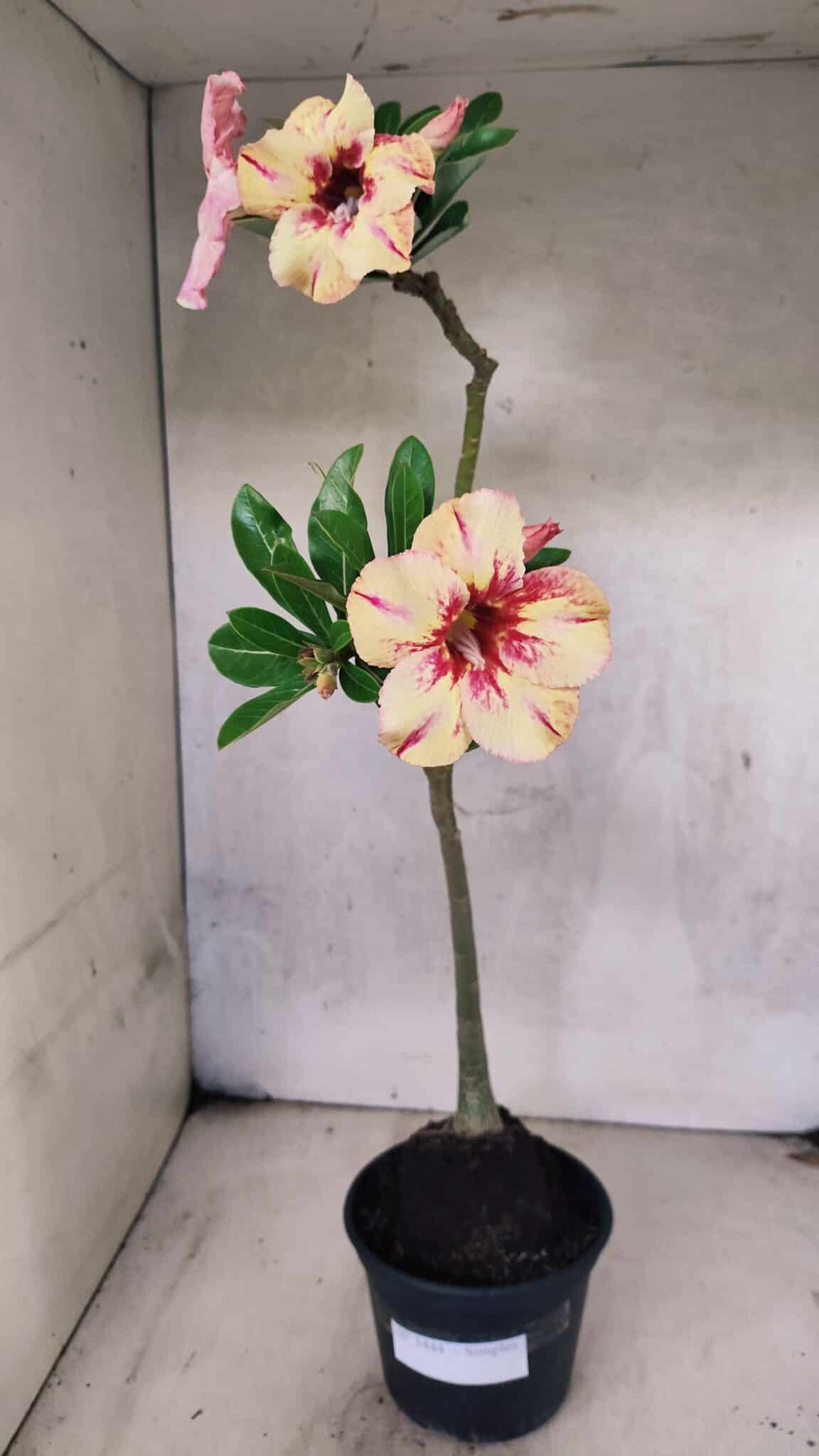 Planta Simples 3444 – 30cm – 02 anos - foto 2