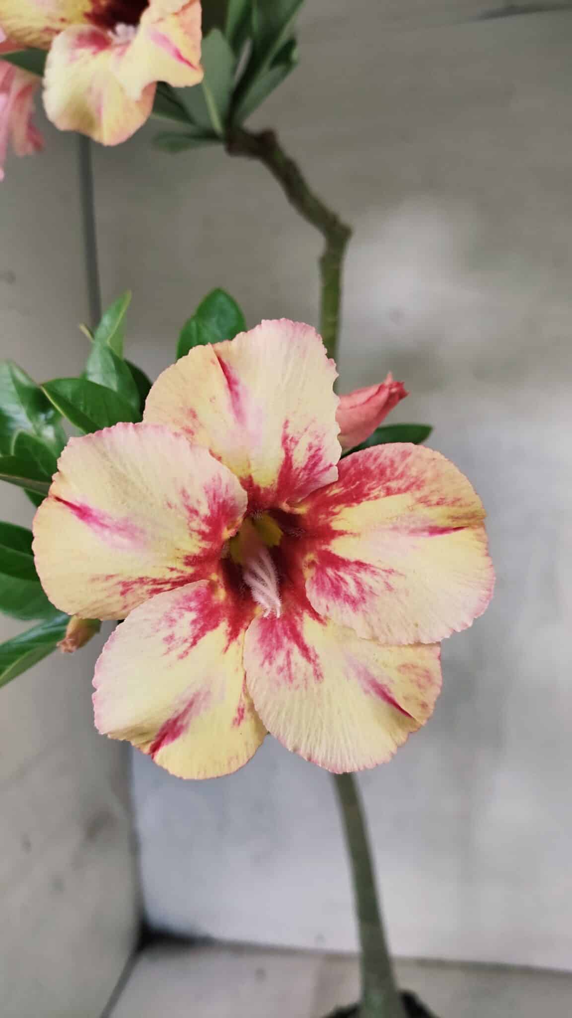 Planta Simples 3444 – 30cm – 02 anos - foto 3